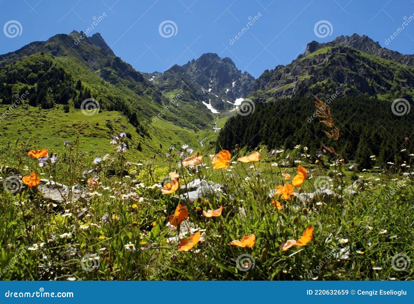 spectacular flowering landscape of one of the unique mountains often found in turkey. the colorful image created by the