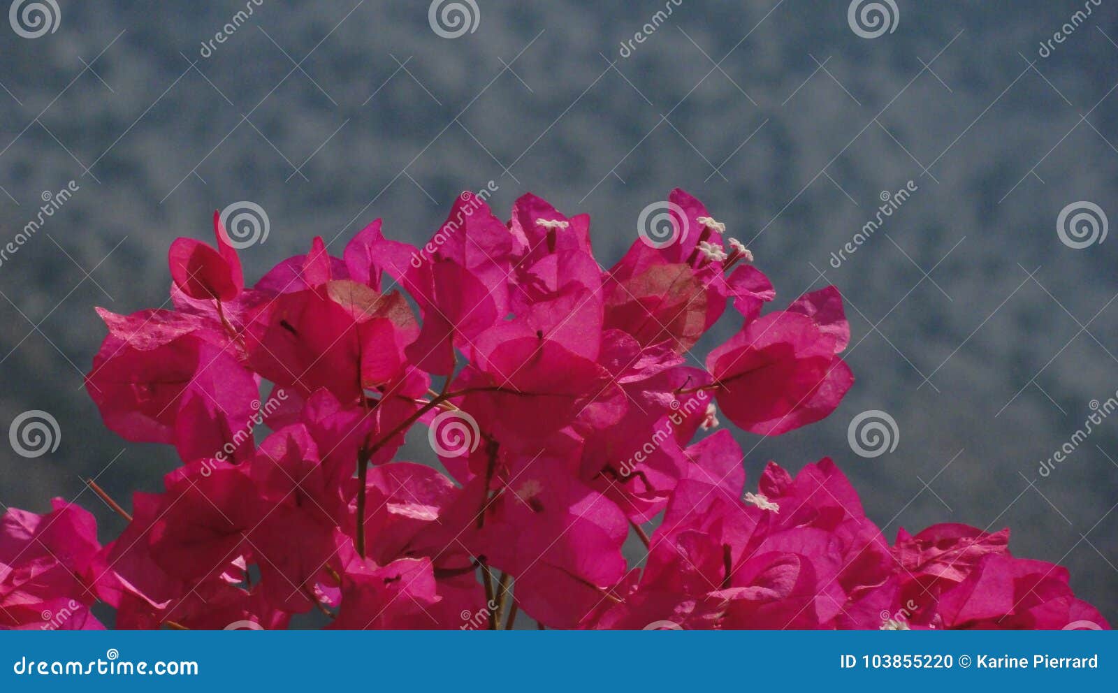 Magnificent Deep Pink Color. Front View - Crète Stock Photo - of house, greens: 103855220