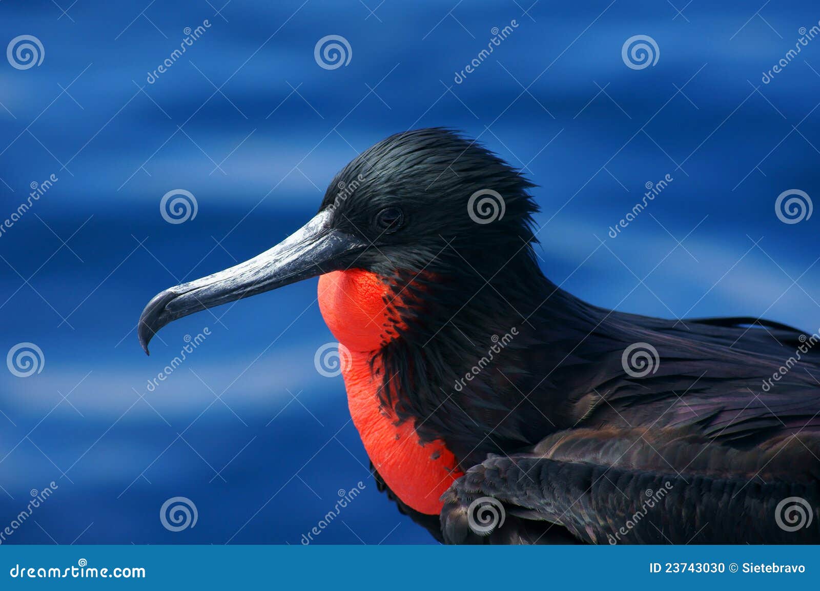 magnificent frigatebird in the galapagos