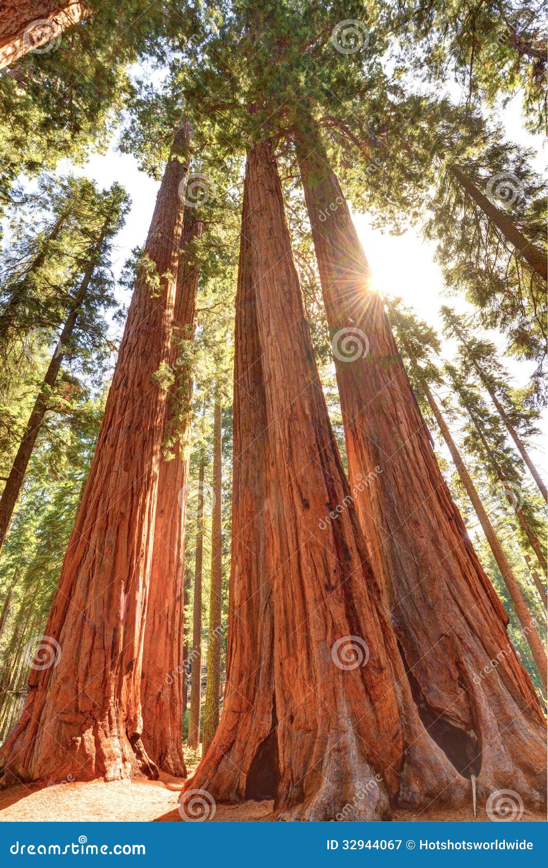 magnificent giant sequoia trees, sequoia national park, california