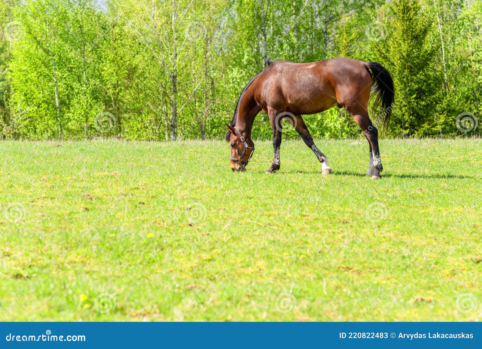 Magnificent Graceful Chestnut Horse in Meadow Field.the Horse Eats the ...