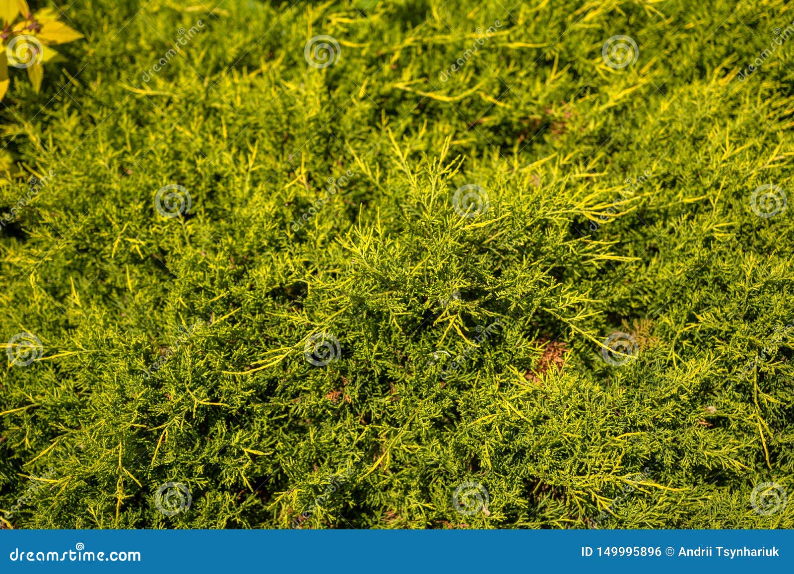 Magnificent Green Texture of a Christmas Tree Close Up Stock Photo