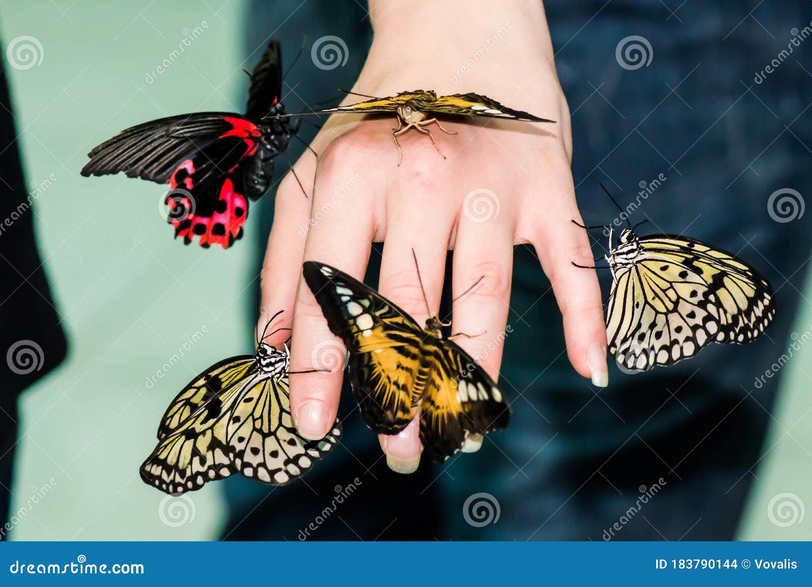 A Magnificent Large Butterflies on a Girl`s Hand. Beautiful ...