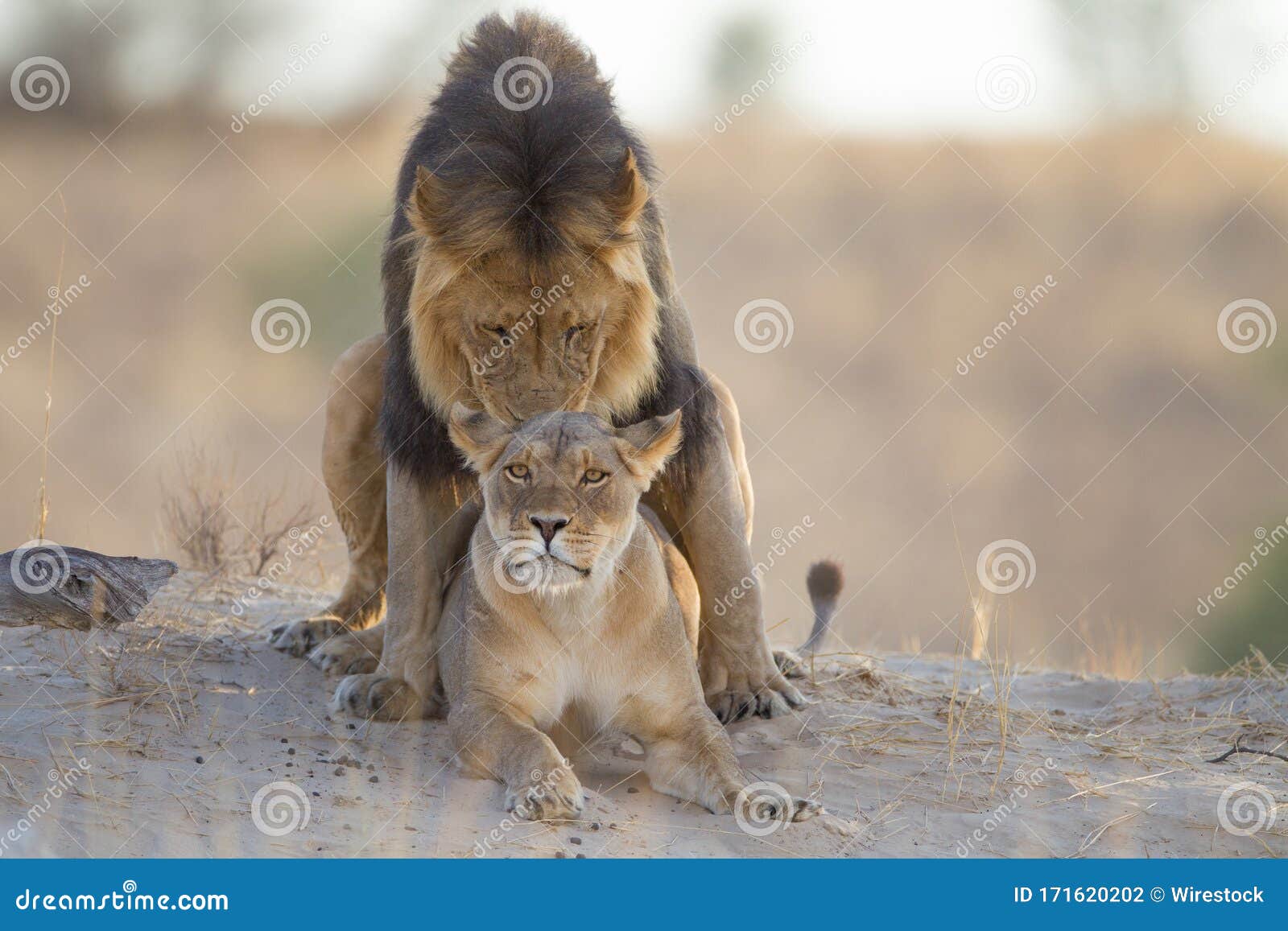 Magnificent Lion and a Beautiful Lioness Mating on a Hill in the Middle of  the Desert Stock Photo - Image of hill, animal: 171620202