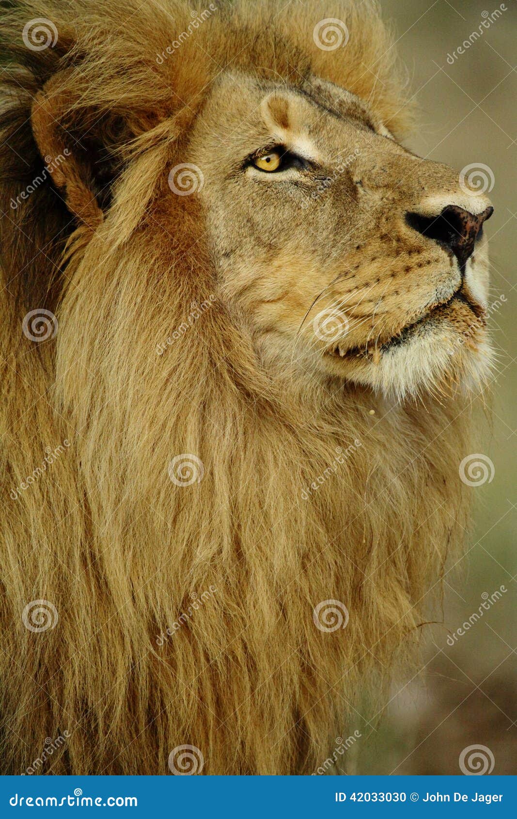 big lion with stunning full mane