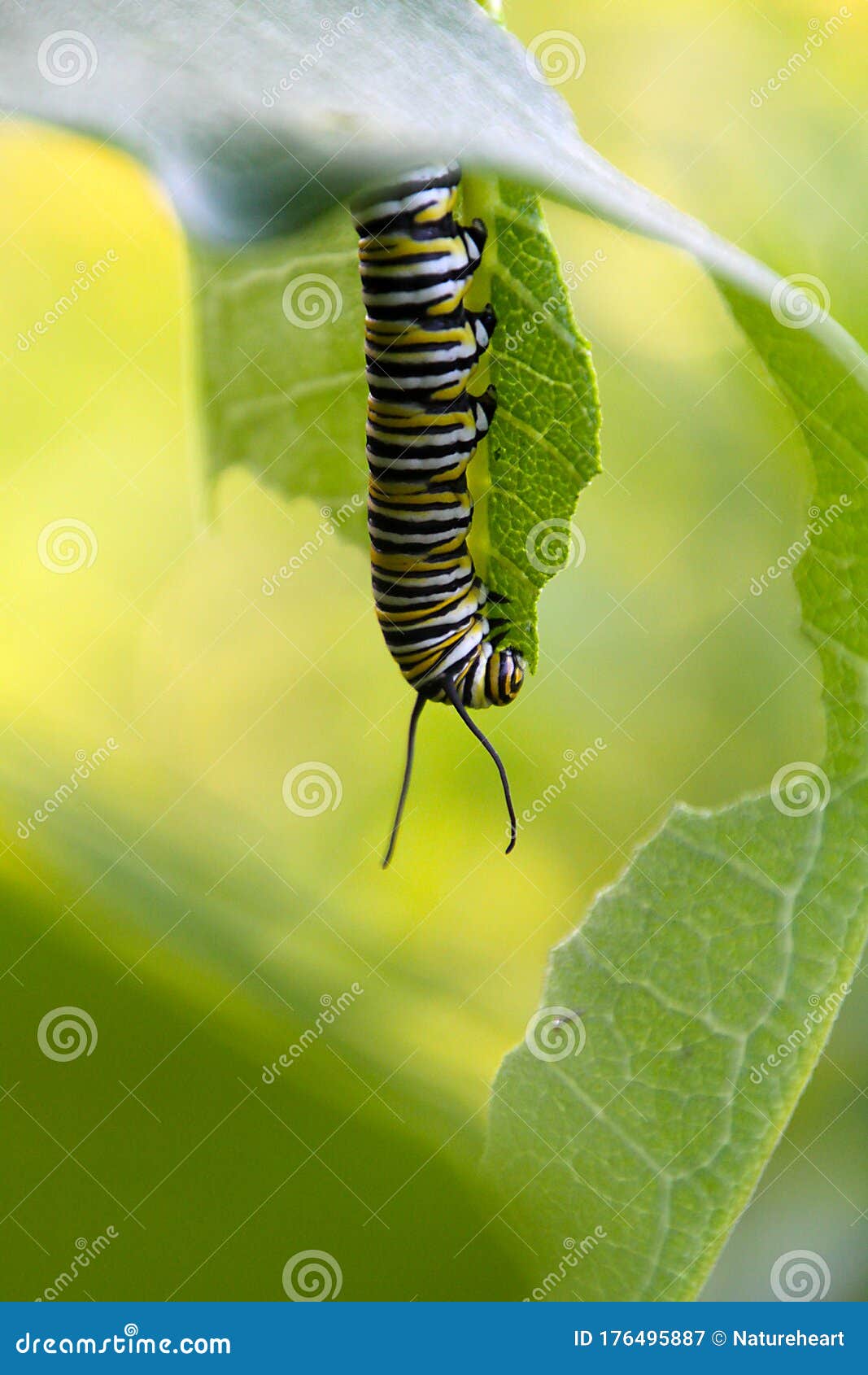 Magnificent Monarch Caterpillar Eating Upside Down Stock Image - Image ...