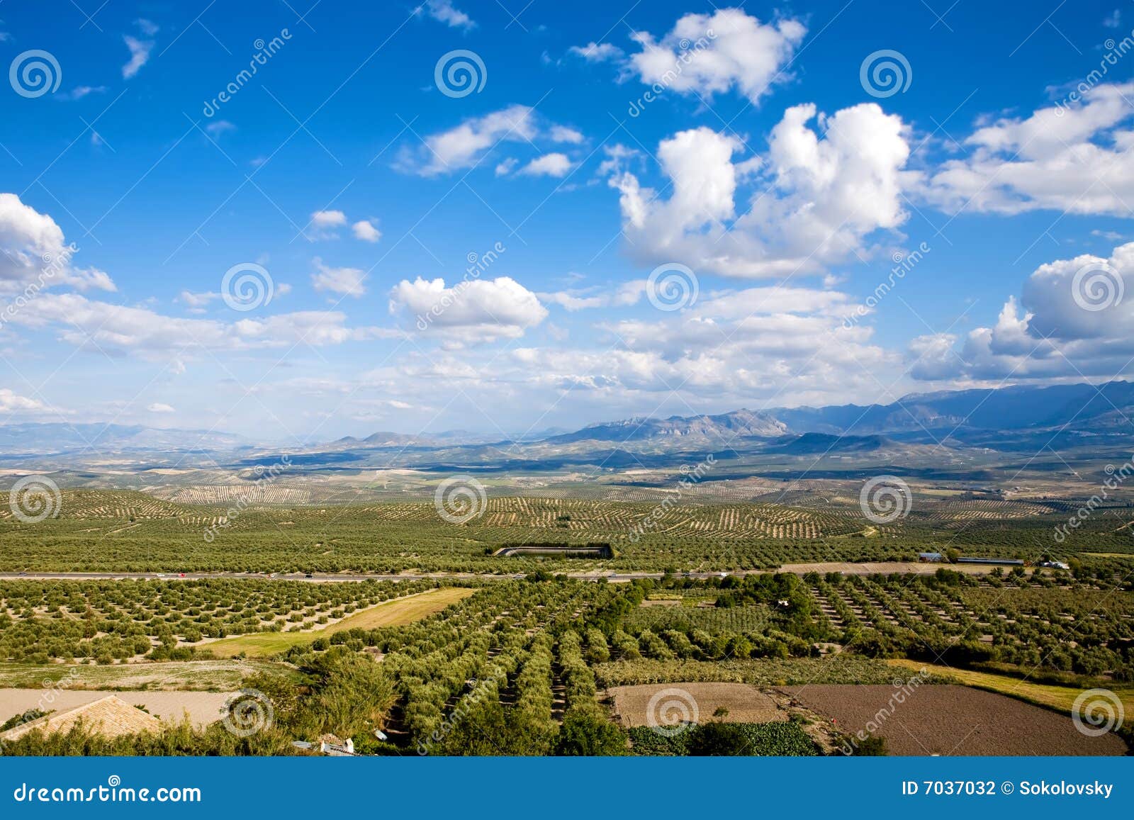 magnificent panorama of olive groves