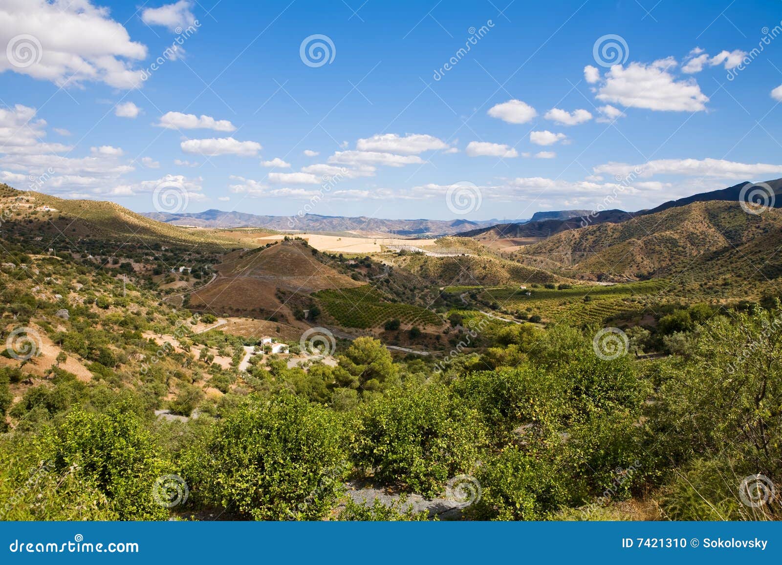 magnificent panorama of surrounding olive groves