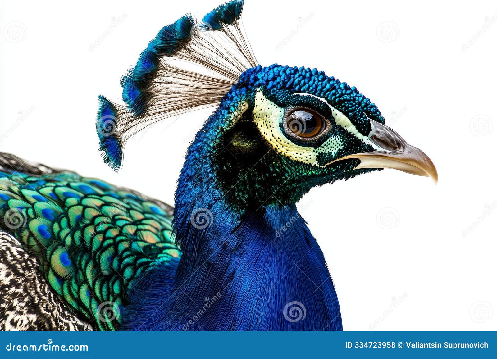 magnificent peacock with its vibrant feathers fully displayed, set against a clean, bright white