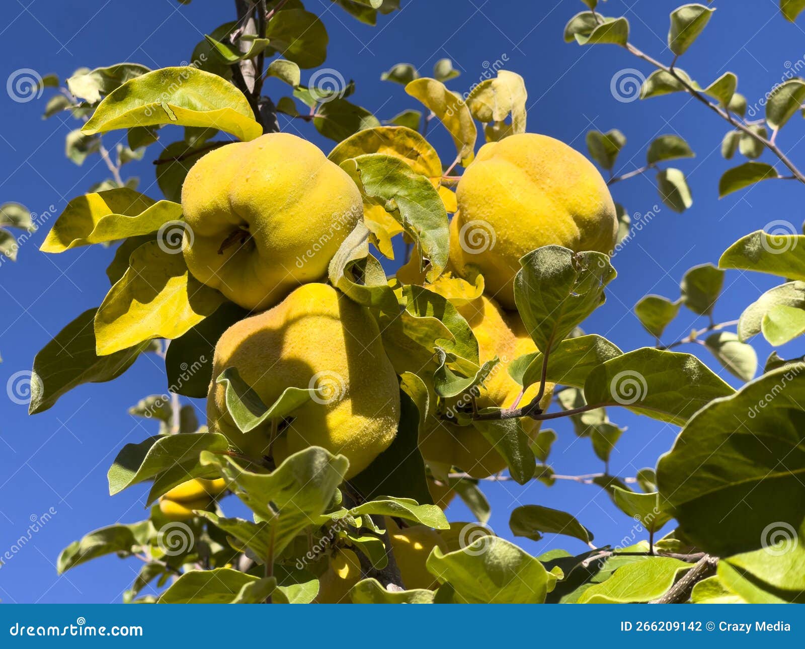 Magnificent Quinces with Fresh Fruits on the Branch Stock Photo Image