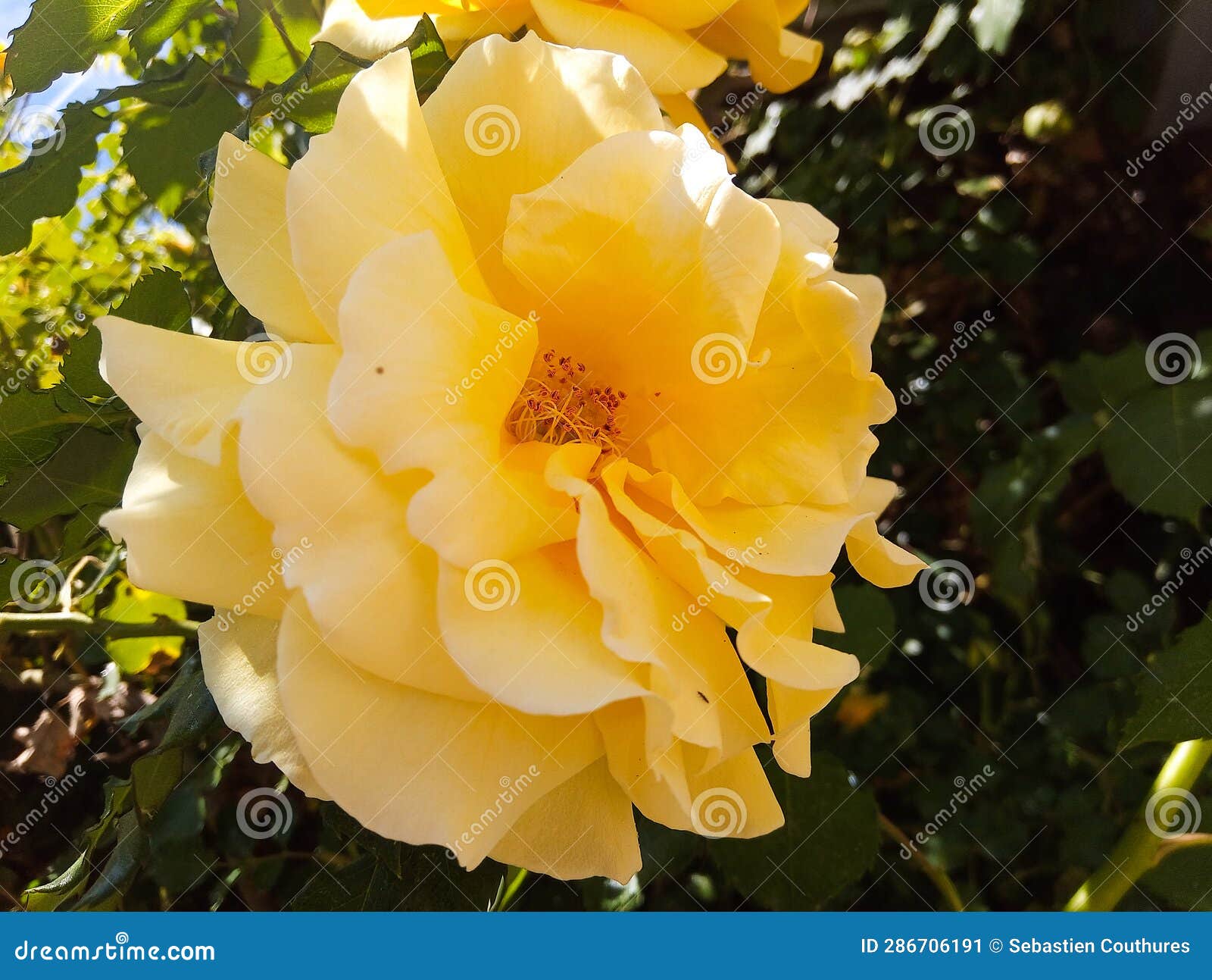magnificent rose (rosa) of yellow color