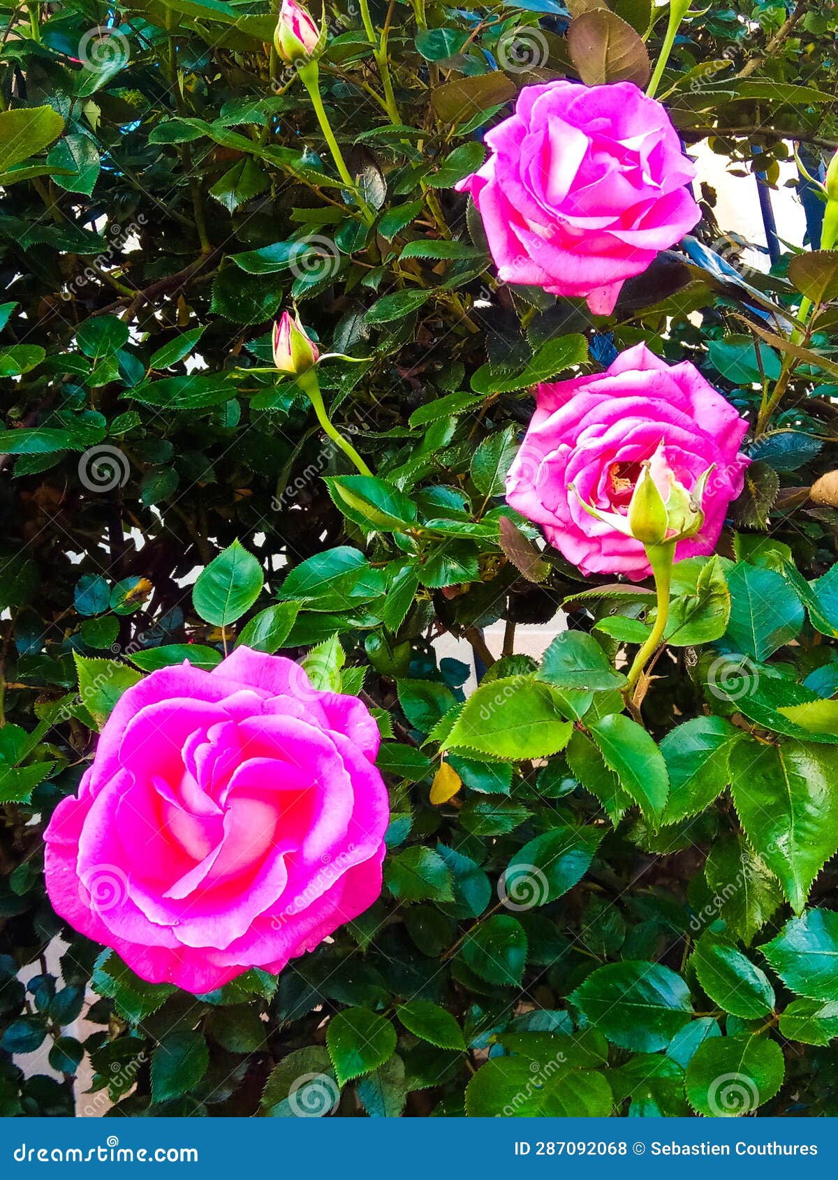magnificent roses (rosa) of pink color growing on a rosebush