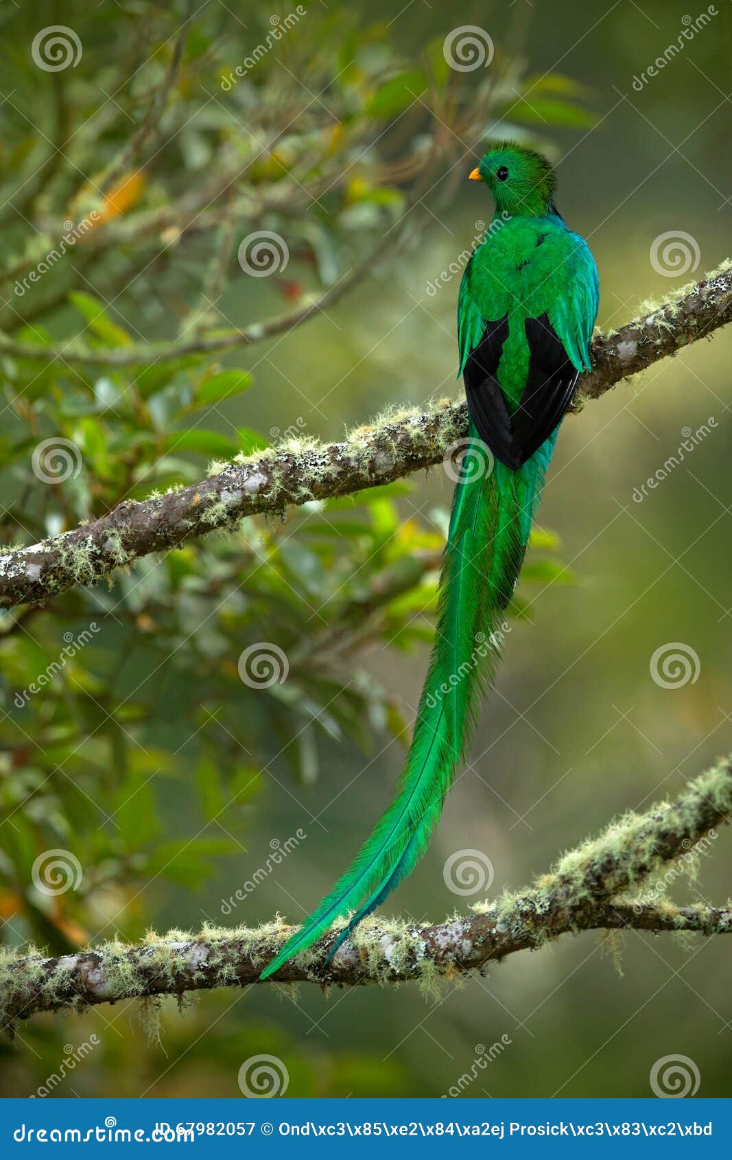 magnificent sacred green and red bird resplendent quetzal from savegre in costa rica, very long tail