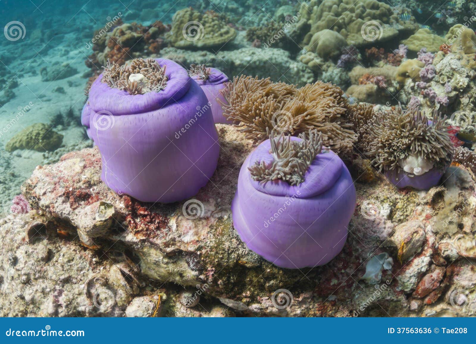 magnificent sea anemone (heteractis magnifica)