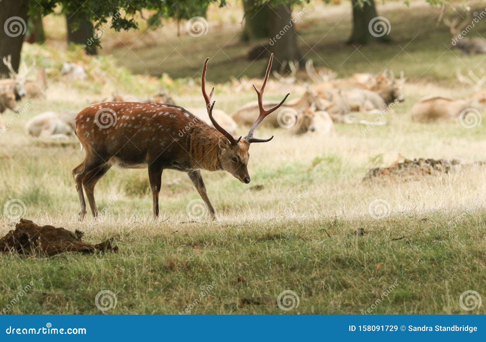 a magnificent stag manchurian sika deer, cervus nippon mantchuricus, walking across a field at the edge of woodland.