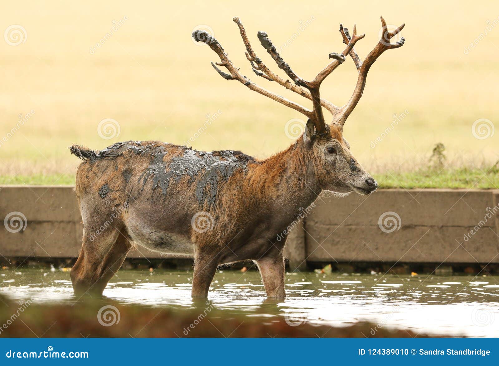 a stag milu deer, also known as pÃÂ©re david`s elaphurus davidianus standing in water. it has been digging up the mud in the lake