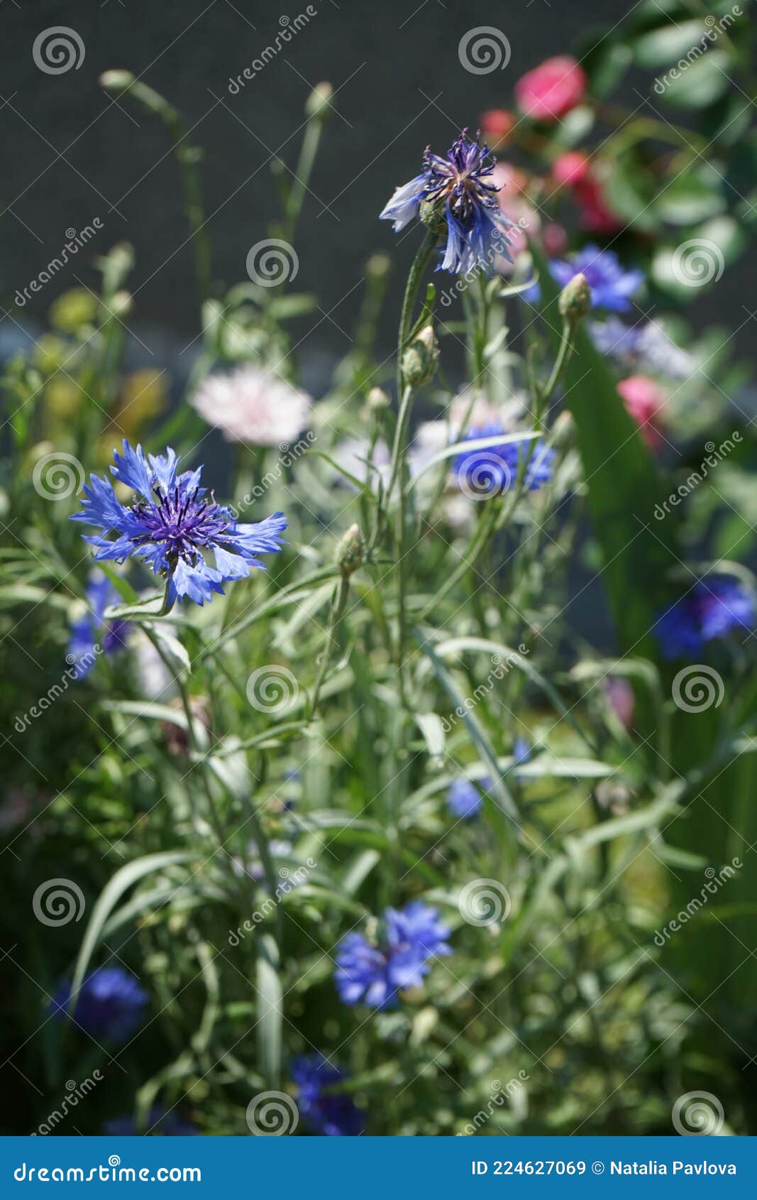 centaurea cyanus, commonly known as cornflower or bachelor`s button, is an annual flowering plant in the family asteraceae. berlin