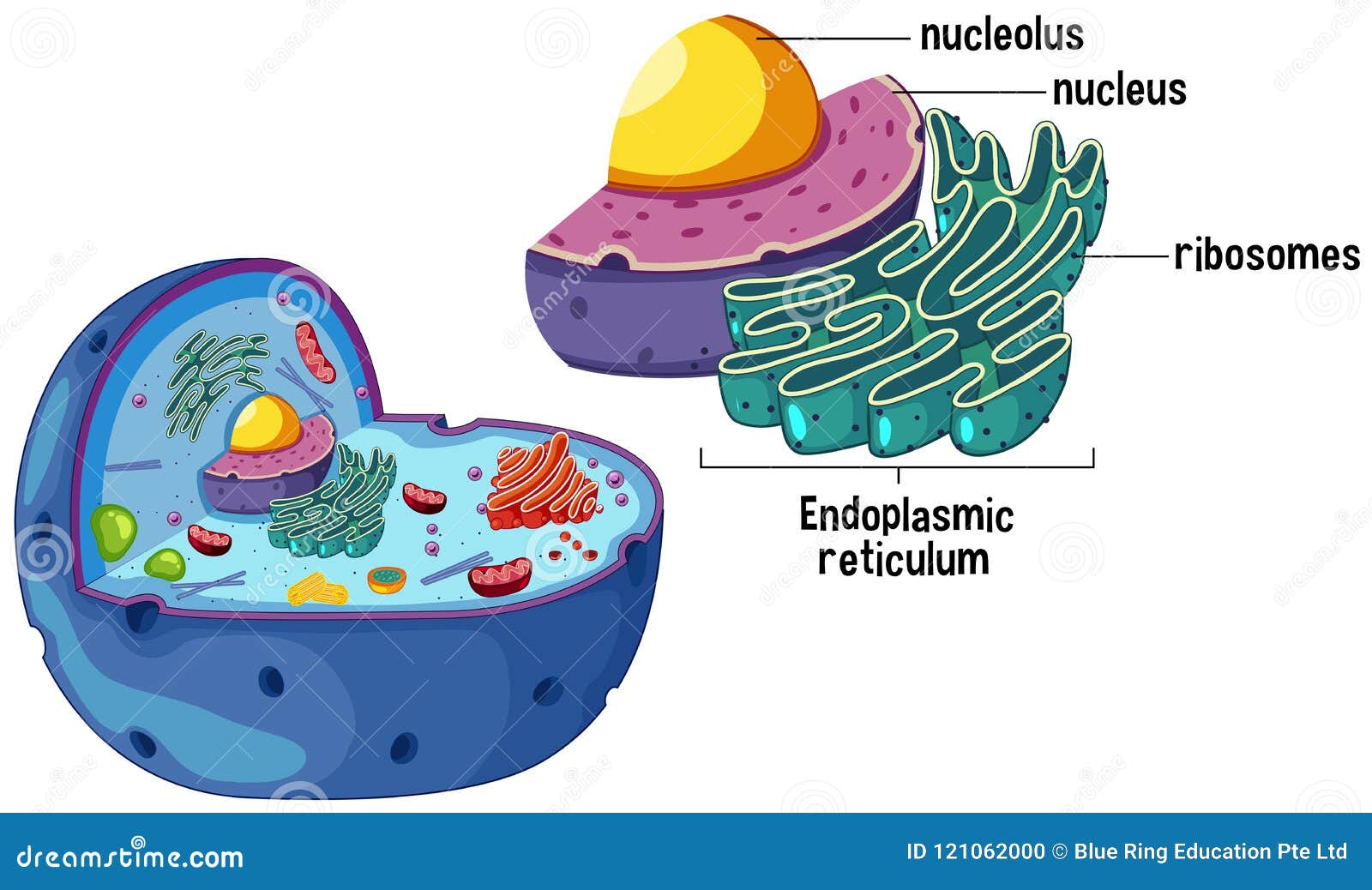 Animal Cell Diagram Stock Illustrations – 897 Animal Cell Diagram Stock Illustrations, Vectors & Clipart - Dreamstime Animal Cell Diagram Stock Illustrations – 897 Animal Cell Diagram Stock Illustrations, Vectors & Clipart - Dreamstime