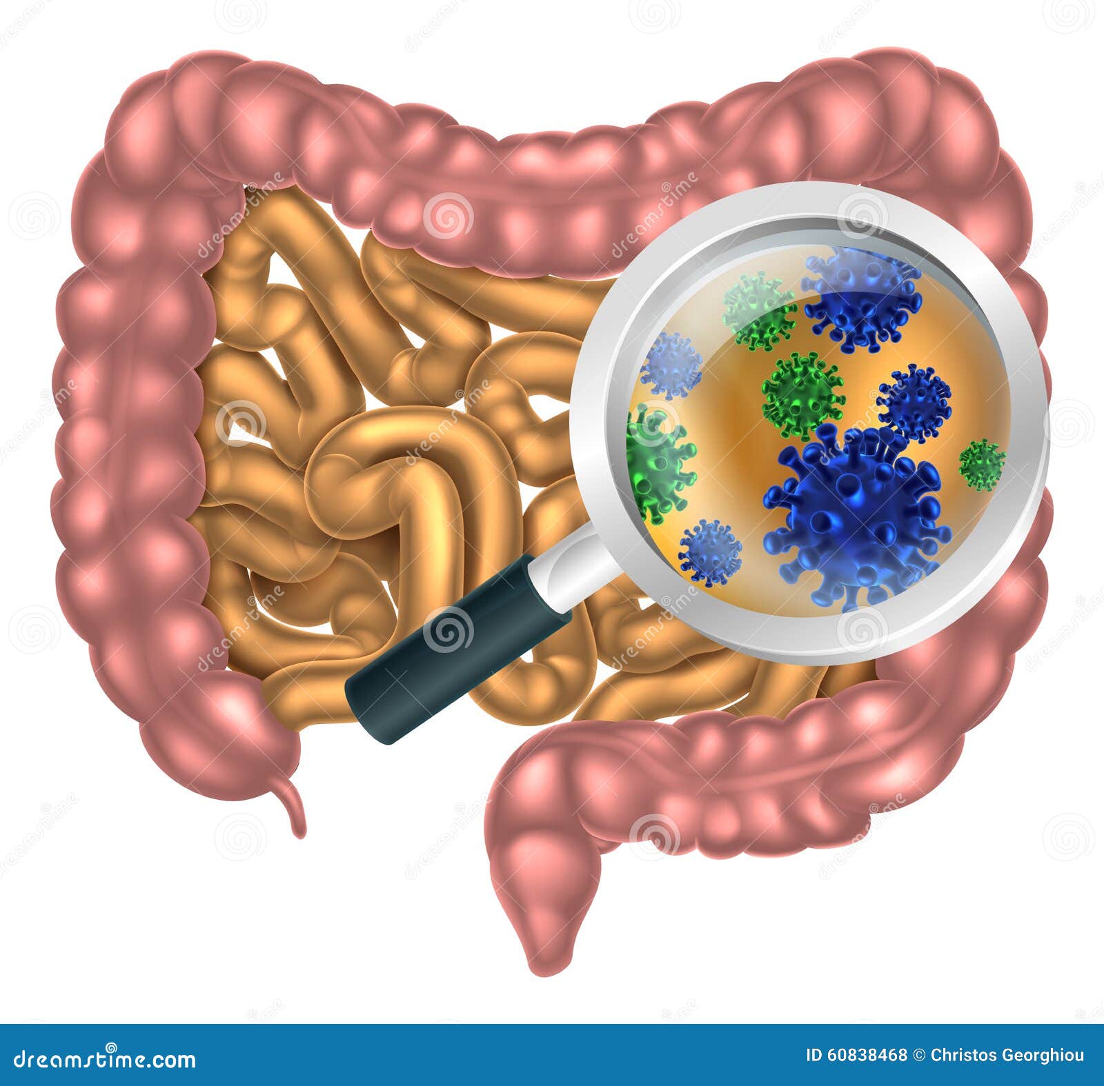 magnifying glass gut flora