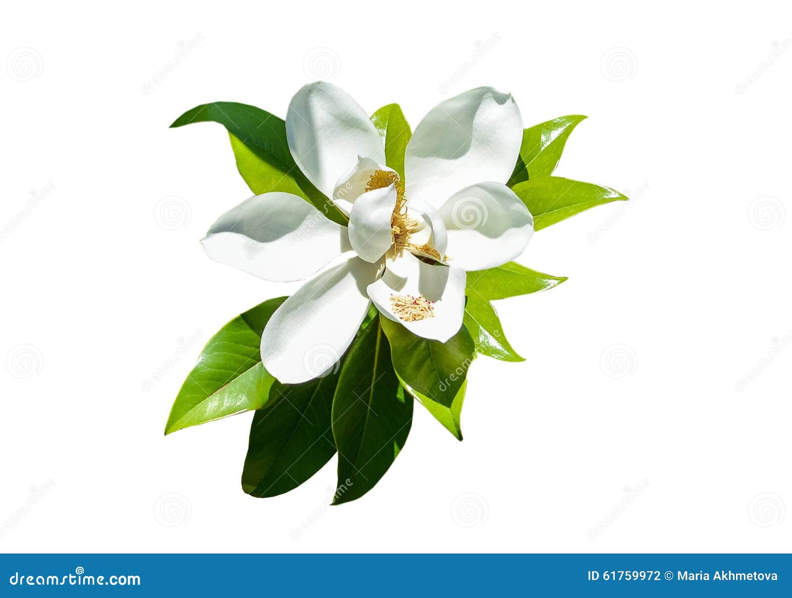 Magnolia. Magnoliowy kwiat na białym tle
