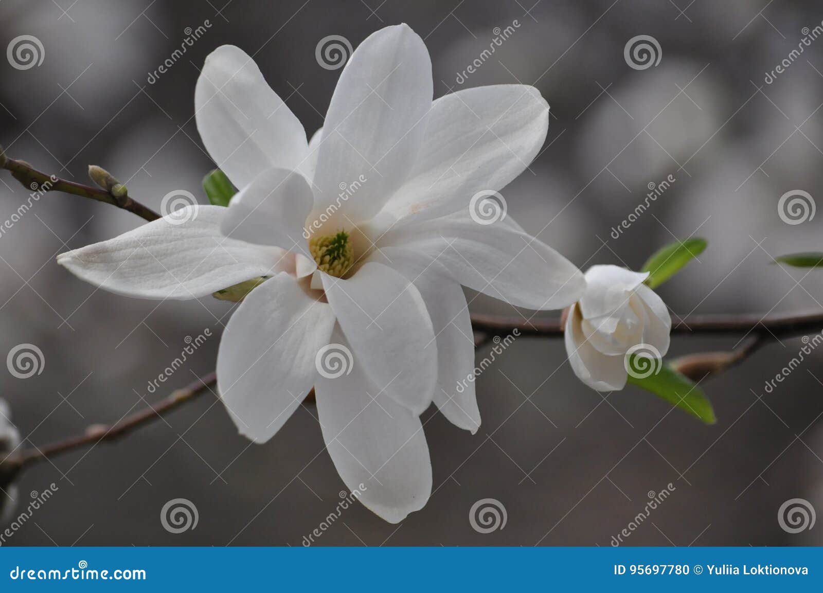 La magnolia est un grand arbre à feuilles persistantes de la famille de magnolia jusqu'à 30 m de hauteur, avec une couronne énorme et un tronc épais jusqu'à 1 5 m de diamètre