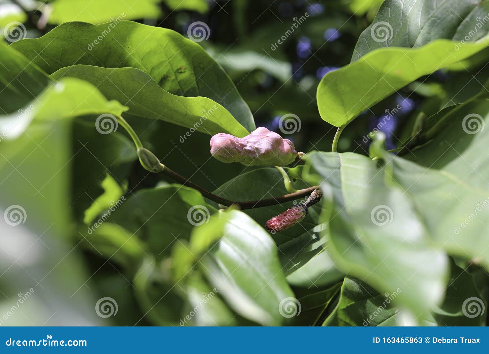 cucumber tree flower buds close up