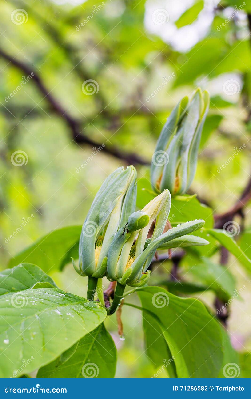 magnolia acuminata.