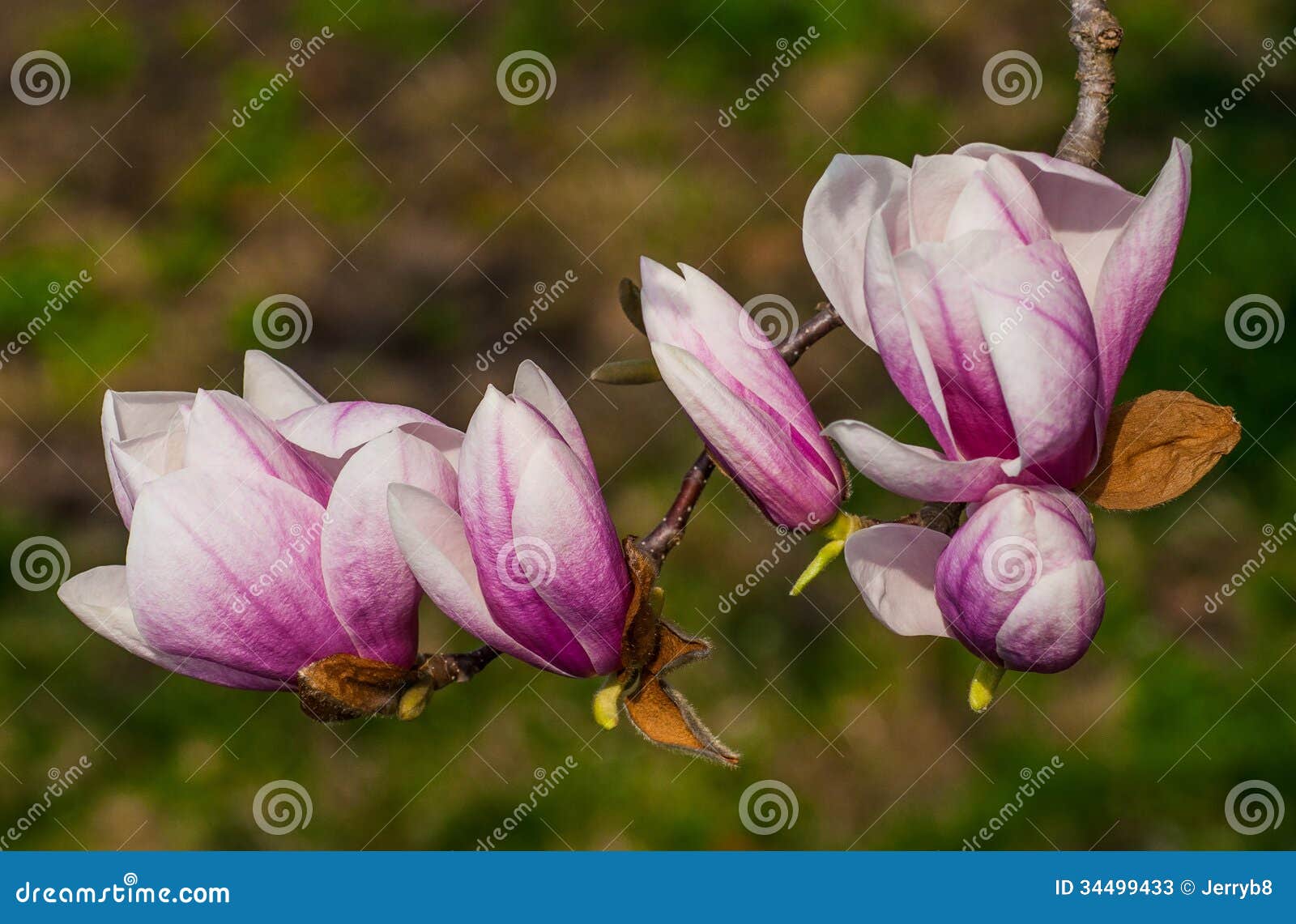 Magnolia Blossom Tree stock image. Image of flower, spring - 34499433