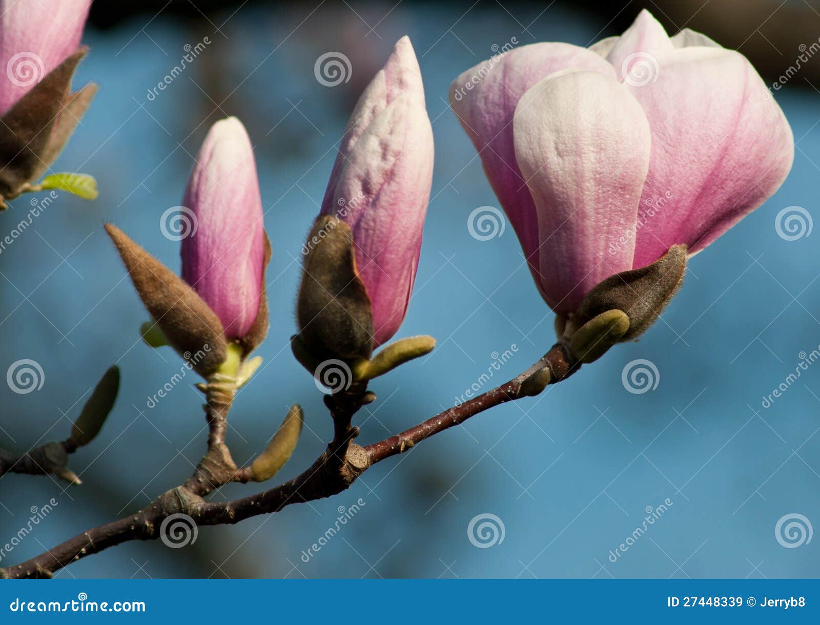 Magnolia blossoms stock image. Image of fragrance, magnloia - 27448339