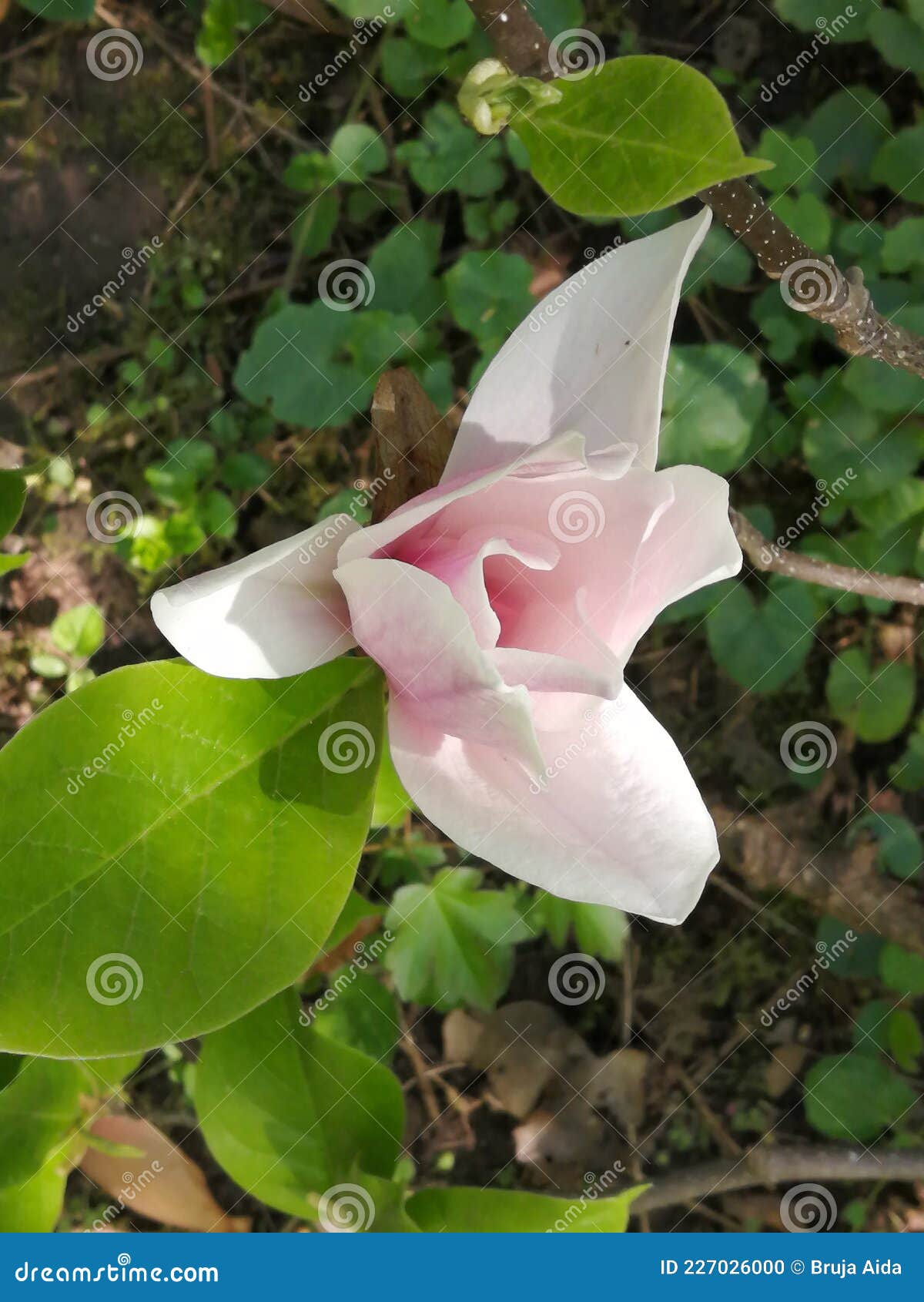 magnolia-botanical garden.macea,arad county,romania