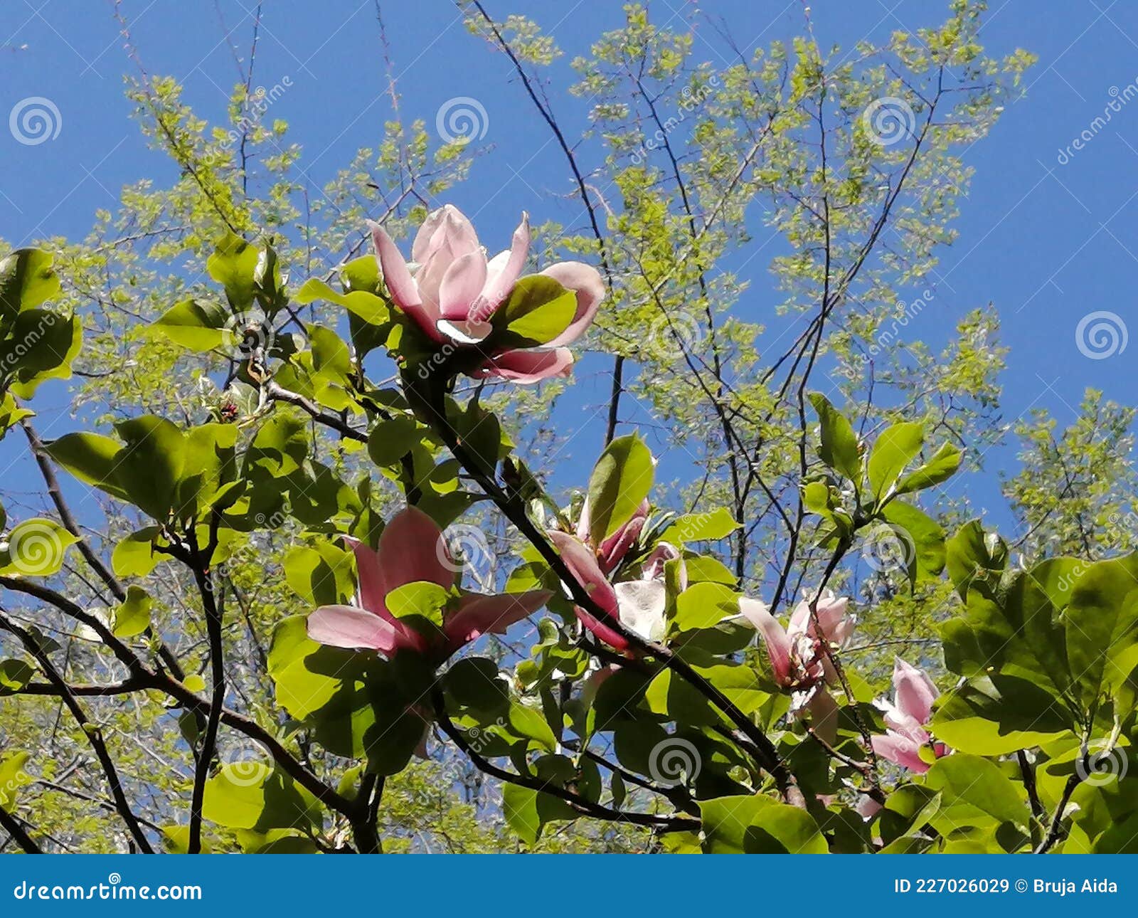 magnolia-botanical garden.macea,arad county,romania