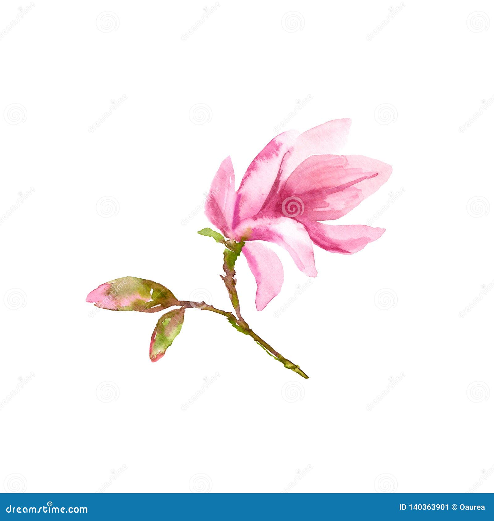 Magnolia Flower Watercolor Flower Floral Branch With Pink Flowers Wedding Invitation Floral Design Spring Greeting Card Stock Illustration Illustration Of Bouquet Drawing 140363901