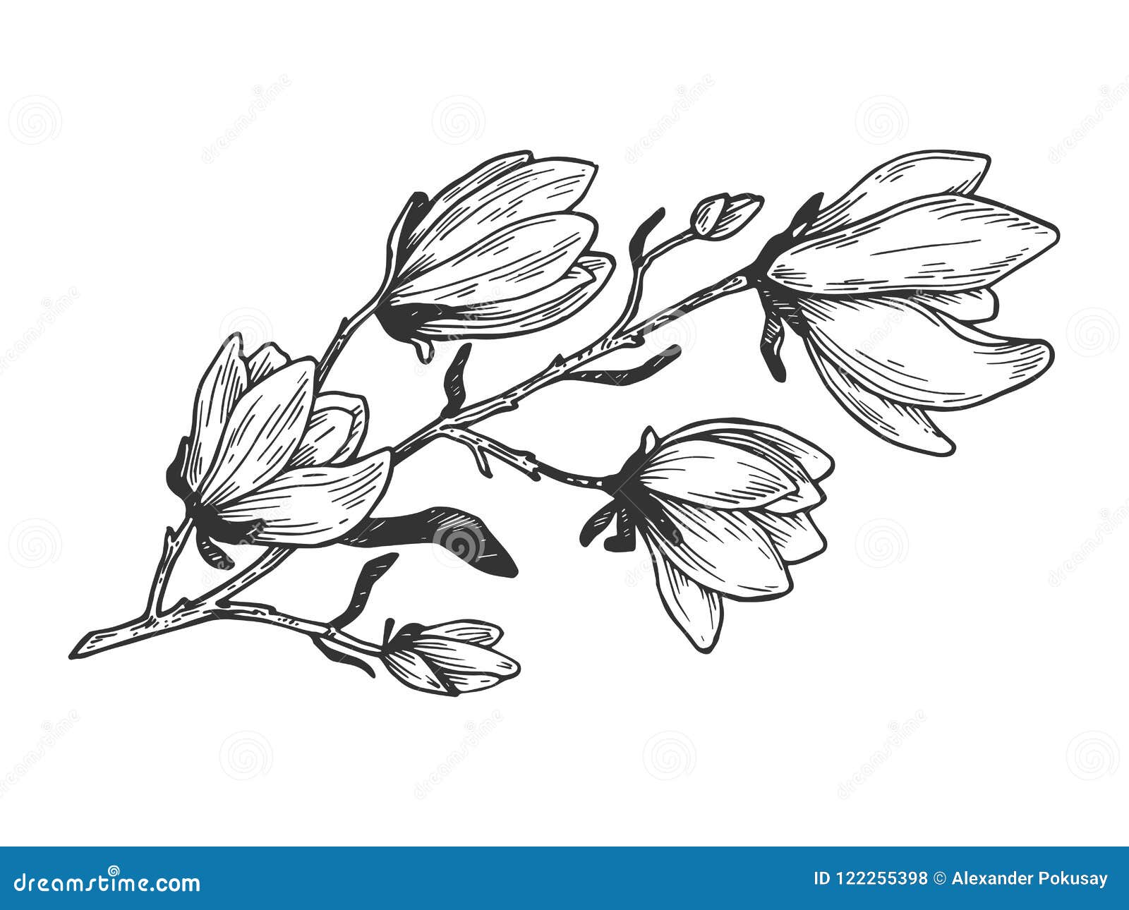 Magnolia Branch Engraving Vector Illustration Stock Vector ...