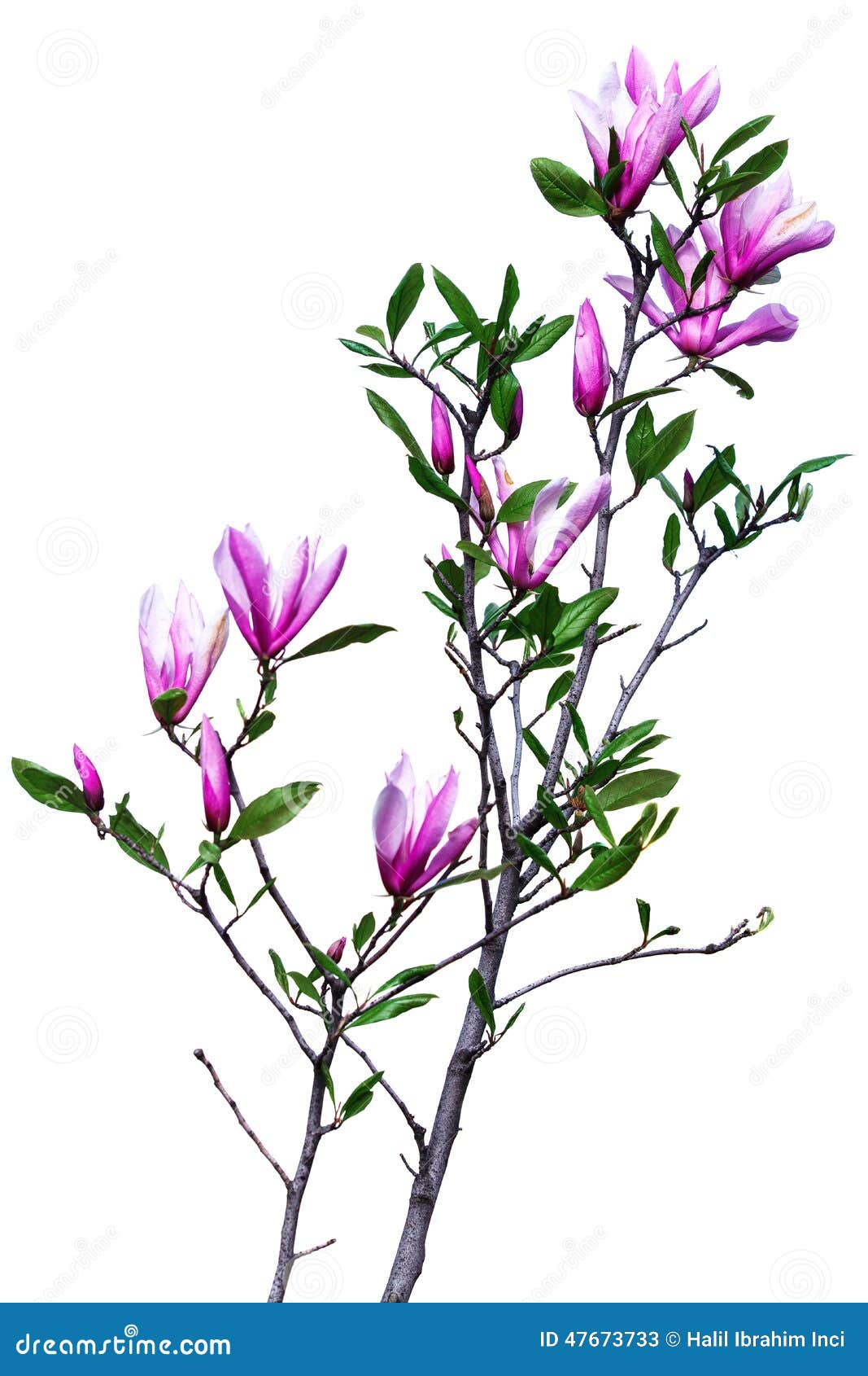 Magnolia branch stock image. Image of development, beauty 47673733