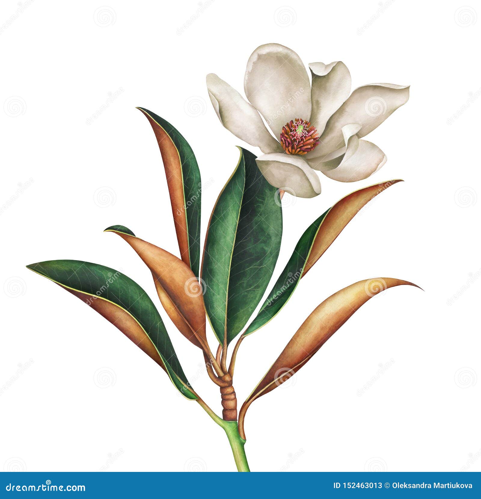Magnolia Branch With Leaves And White Flower Isolated On White Background Watercolor Illustration Stock Illustration Illustration Of Floral Leaves 152463013