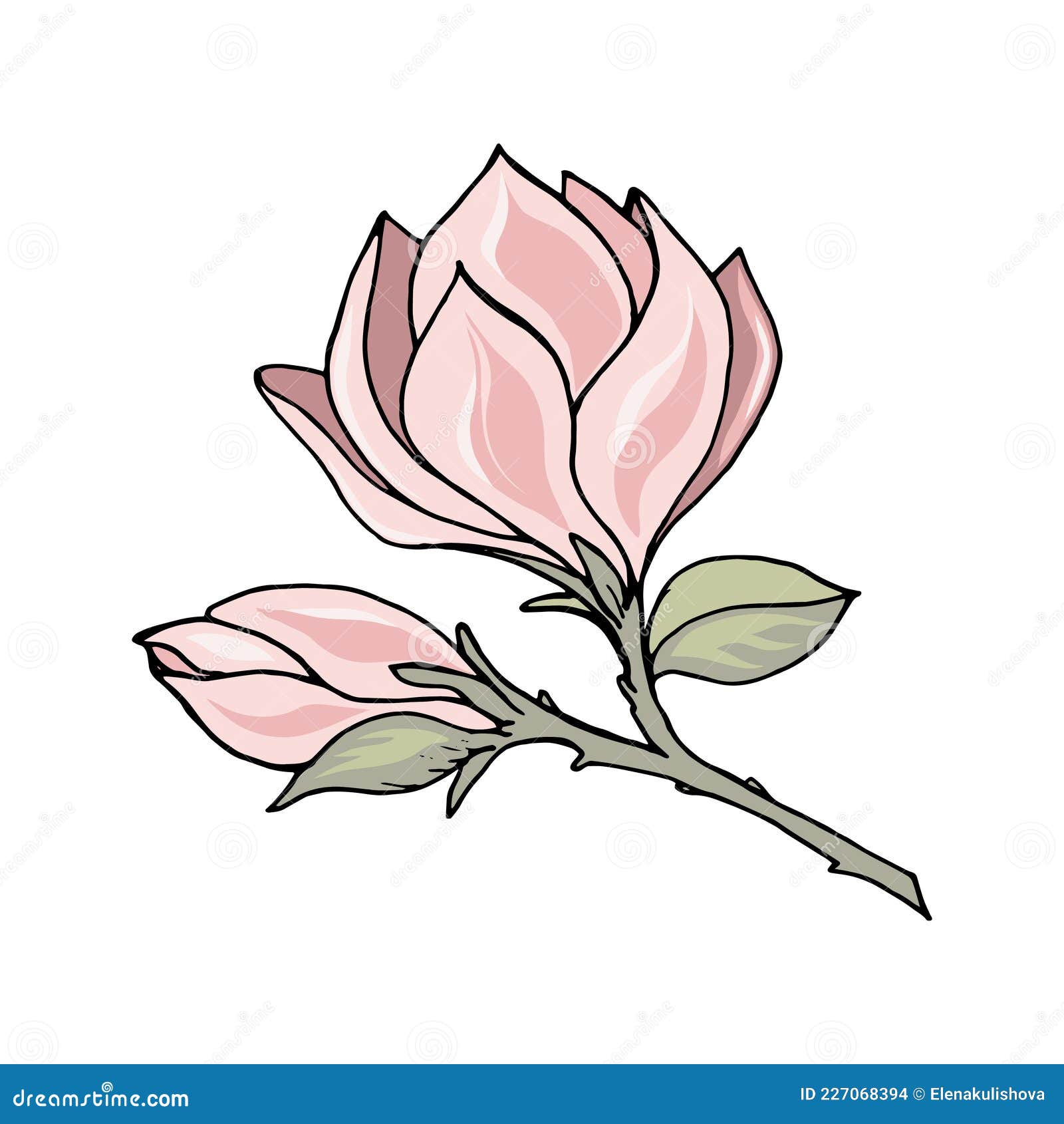 Magnolia Flower Drawing Images – Browse 32,175 Stock Photos, Vectors, and  Video | Adobe Stock