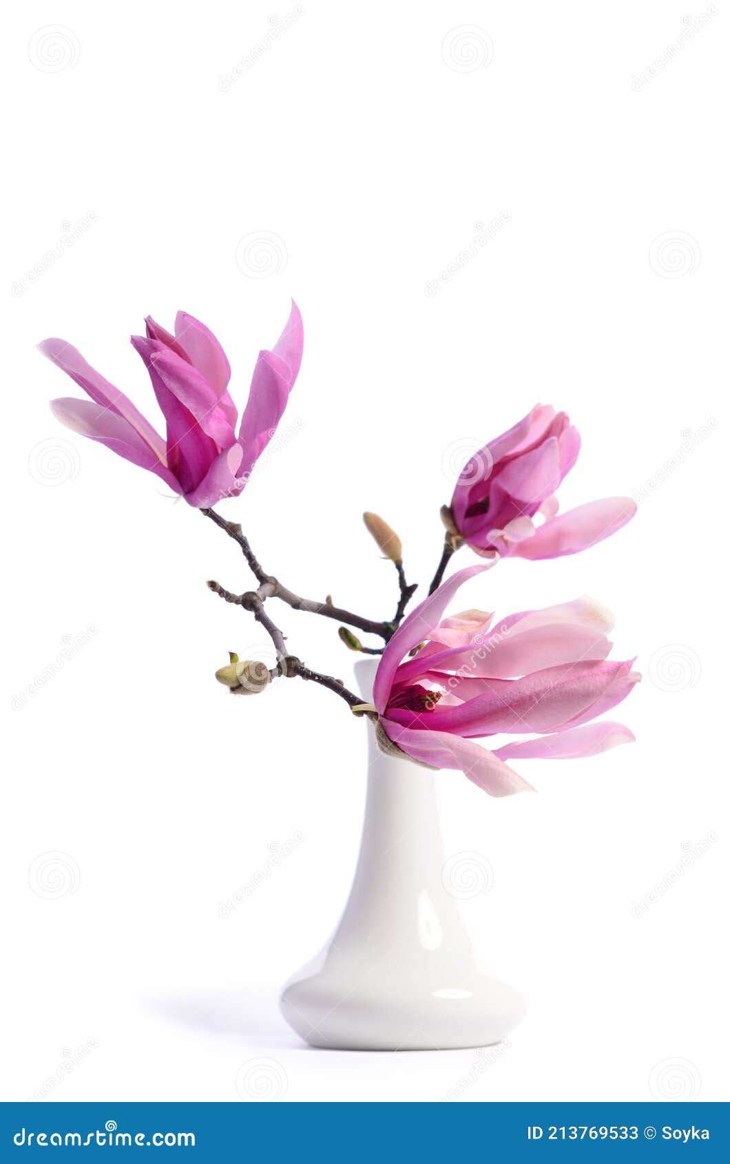 Magnolia Branches with Flowers in a White Vase Stock Image - Image of