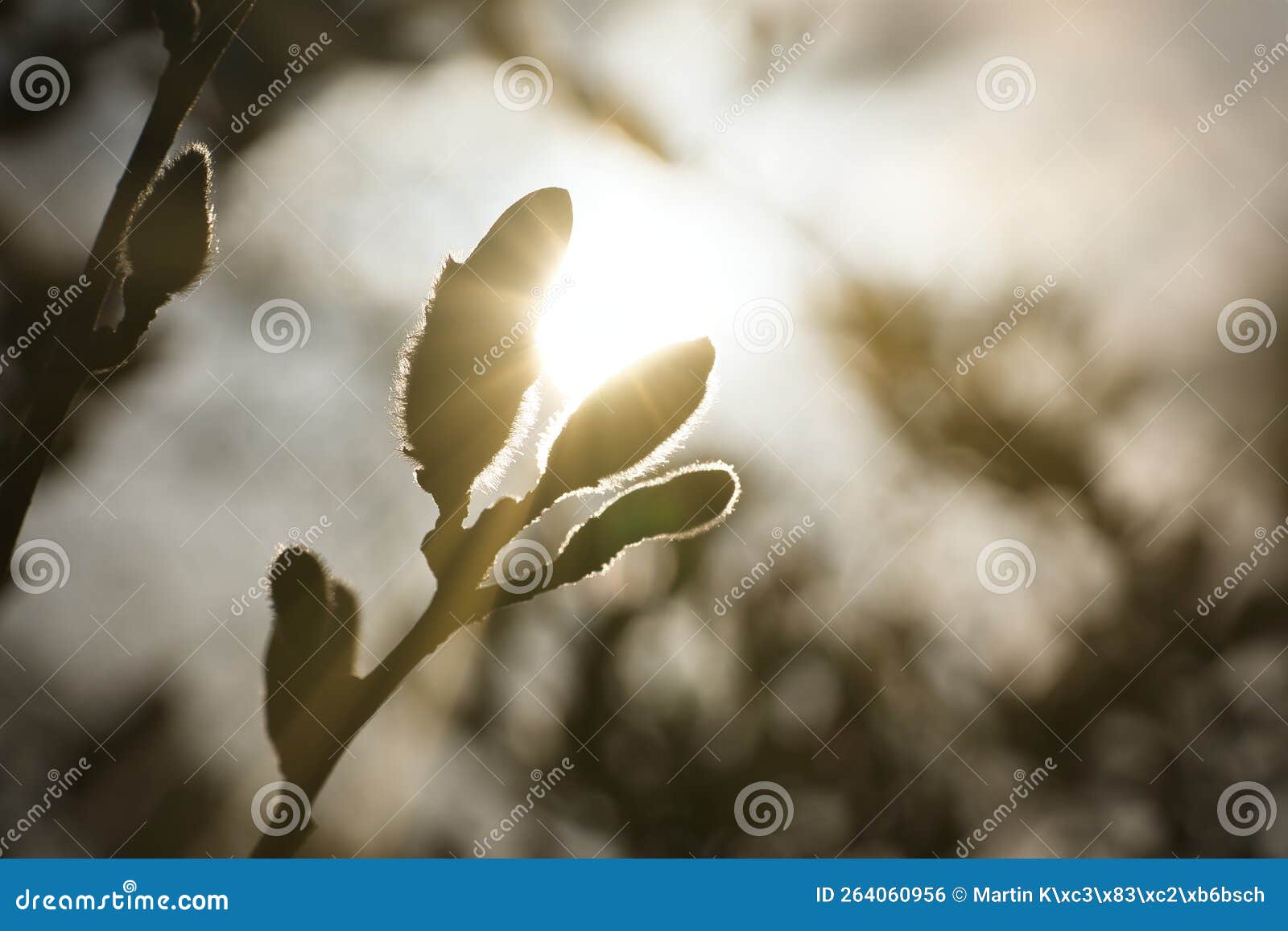 magnolia buds on a magnolia tree with the sun in the background. magnolia trees