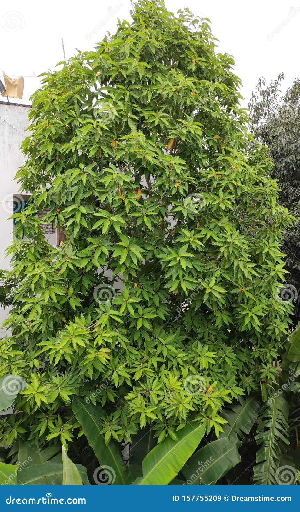 Magnolia Champaca Or Gold Flower Tree Stock Image Image Of Flower Children 157755209