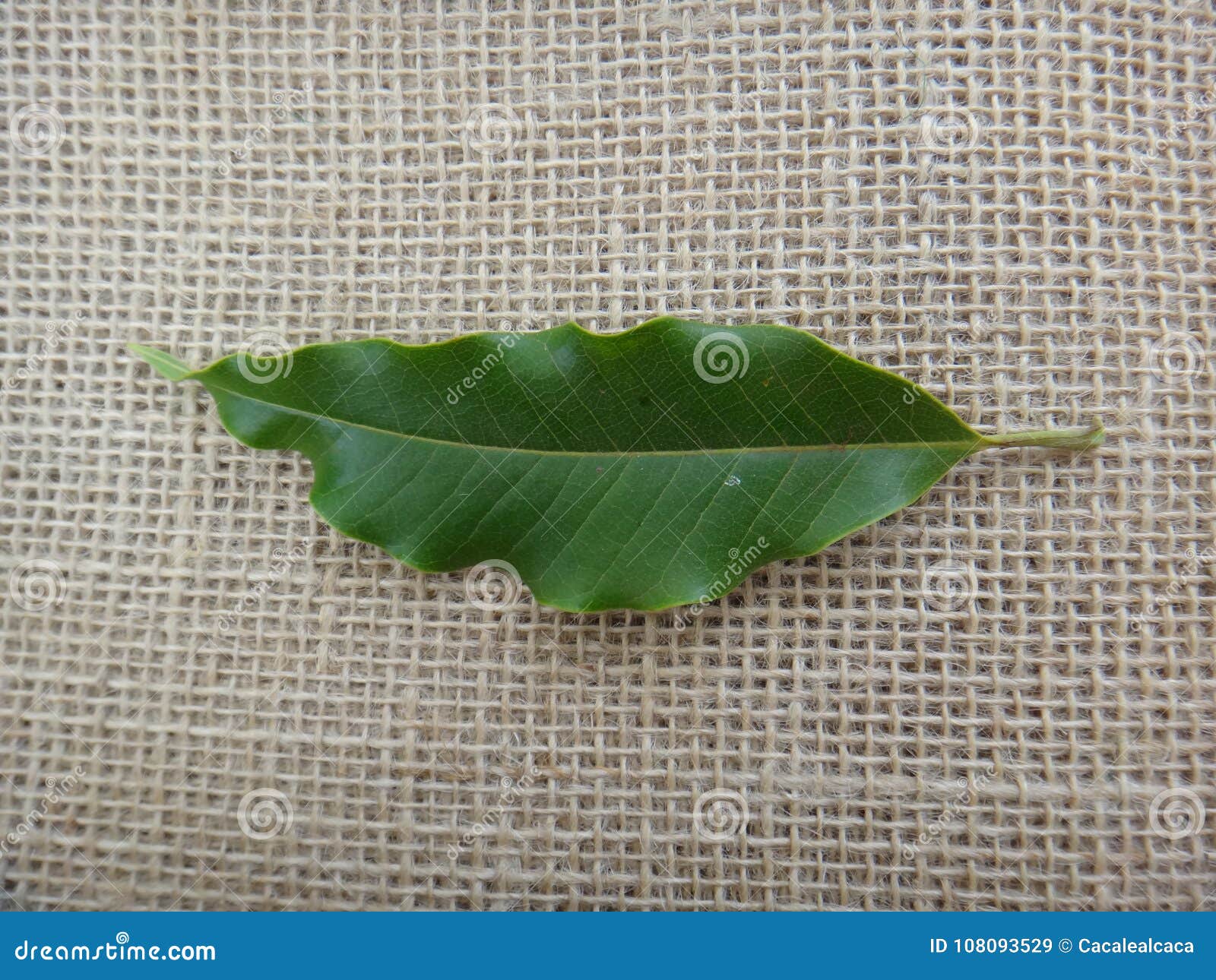 leaf of champak tree on jute background - adaxial face