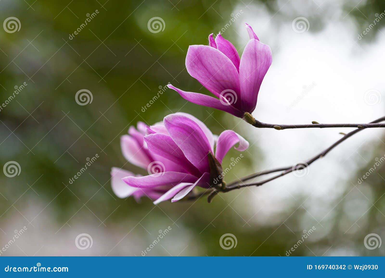 Magnolia Con Crecimiento Morado En La Primavera Foto de archivo - Imagen de  crecimiento, travieso: 169740342