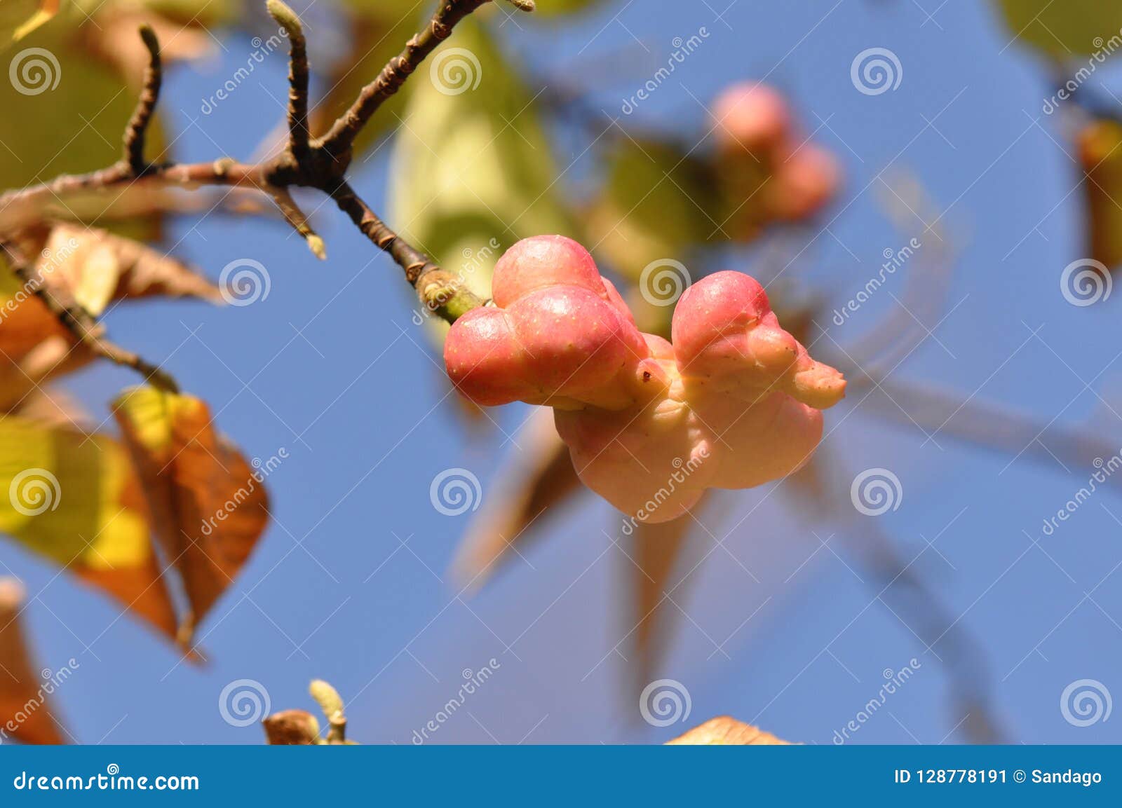 magnolia cucumbertree fruit pod.