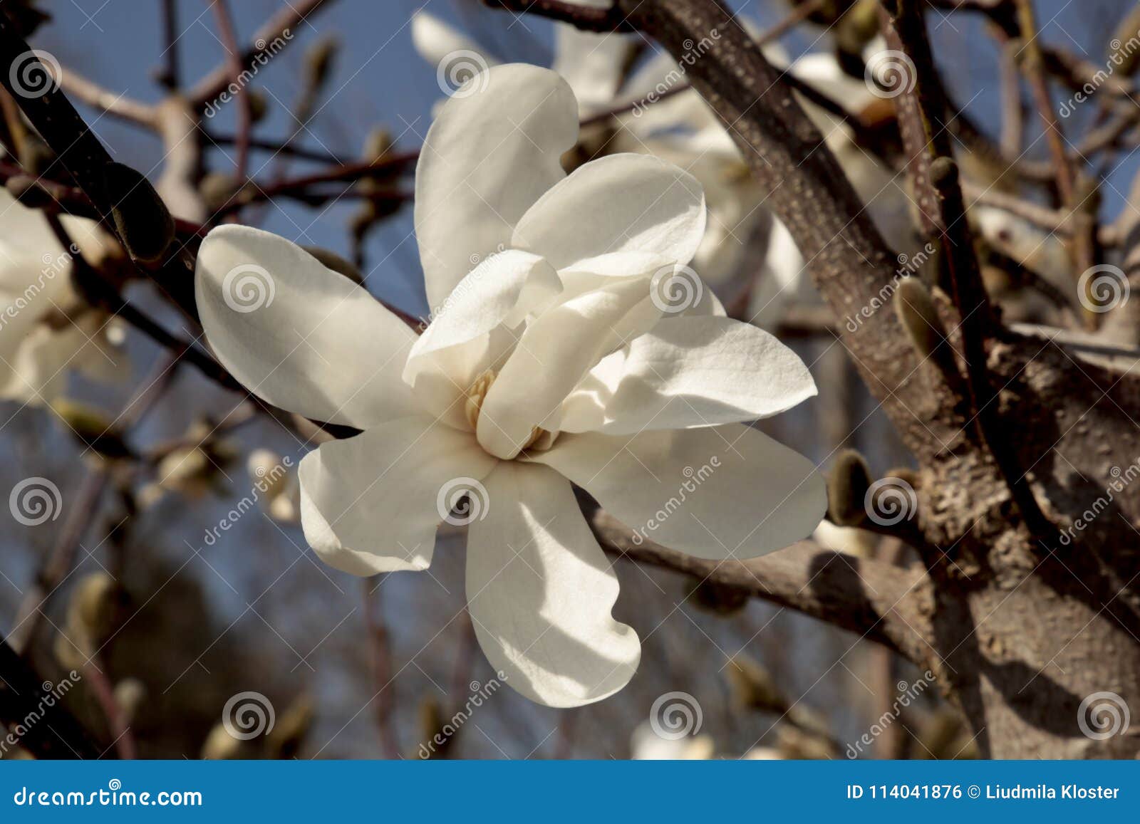 magnolia decorative tree with beautiful flowers