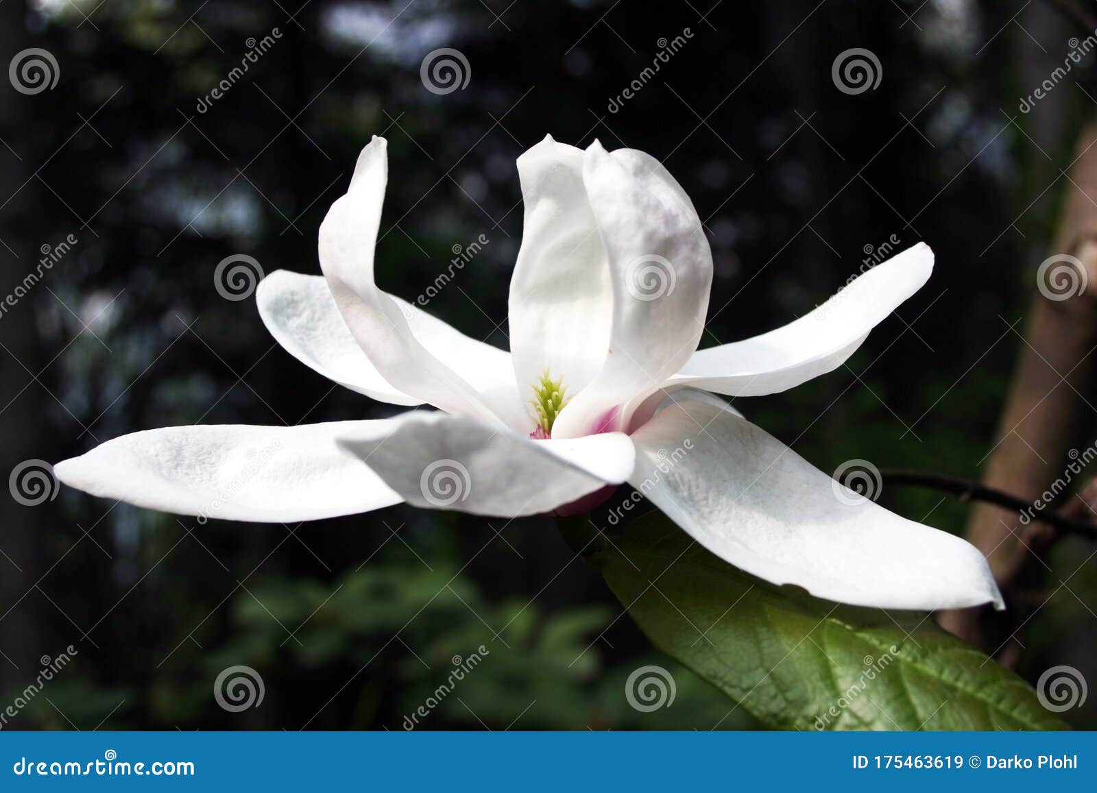 Magnolia Eskimo Es Una Variedad Más Atractiva De Magnolias Imagen de  archivo - Imagen de variedad, atractivo: 175463619
