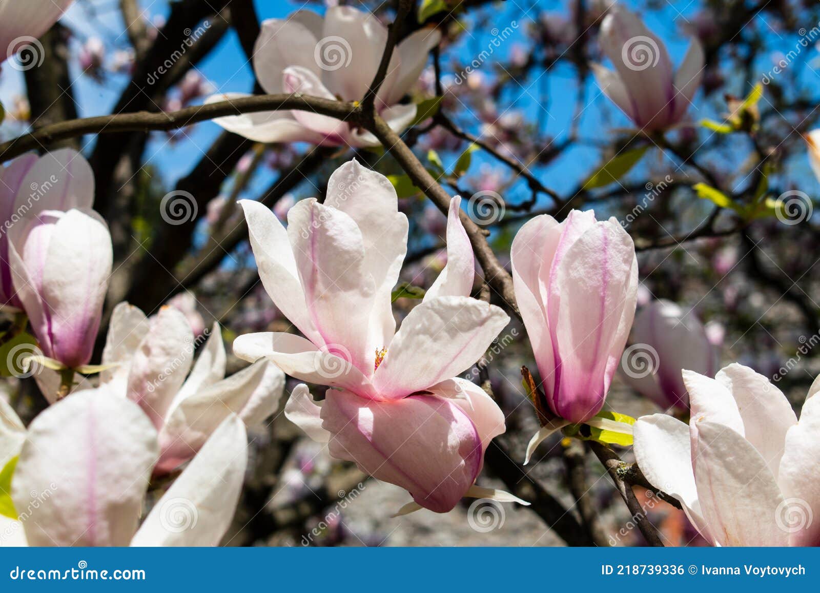 Magnolia. Flores Rosas En Un árbol. Fondo De Primavera Foto de archivo -  Imagen de verde, brillante: 218739336