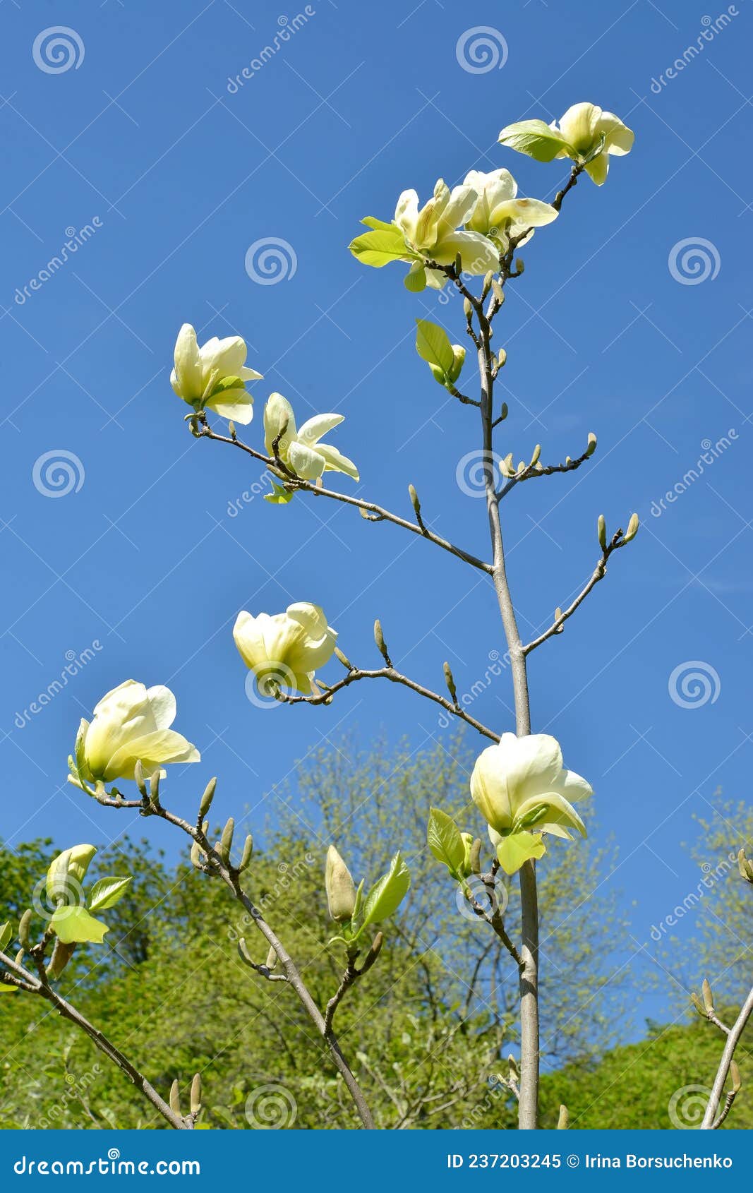 Magnolia Florida Variedad De Río Amarillo Magnolia Denudata Desr. Contra El  Fondo Del Cielo Azul Imagen de archivo - Imagen de grado, grande: 237203245