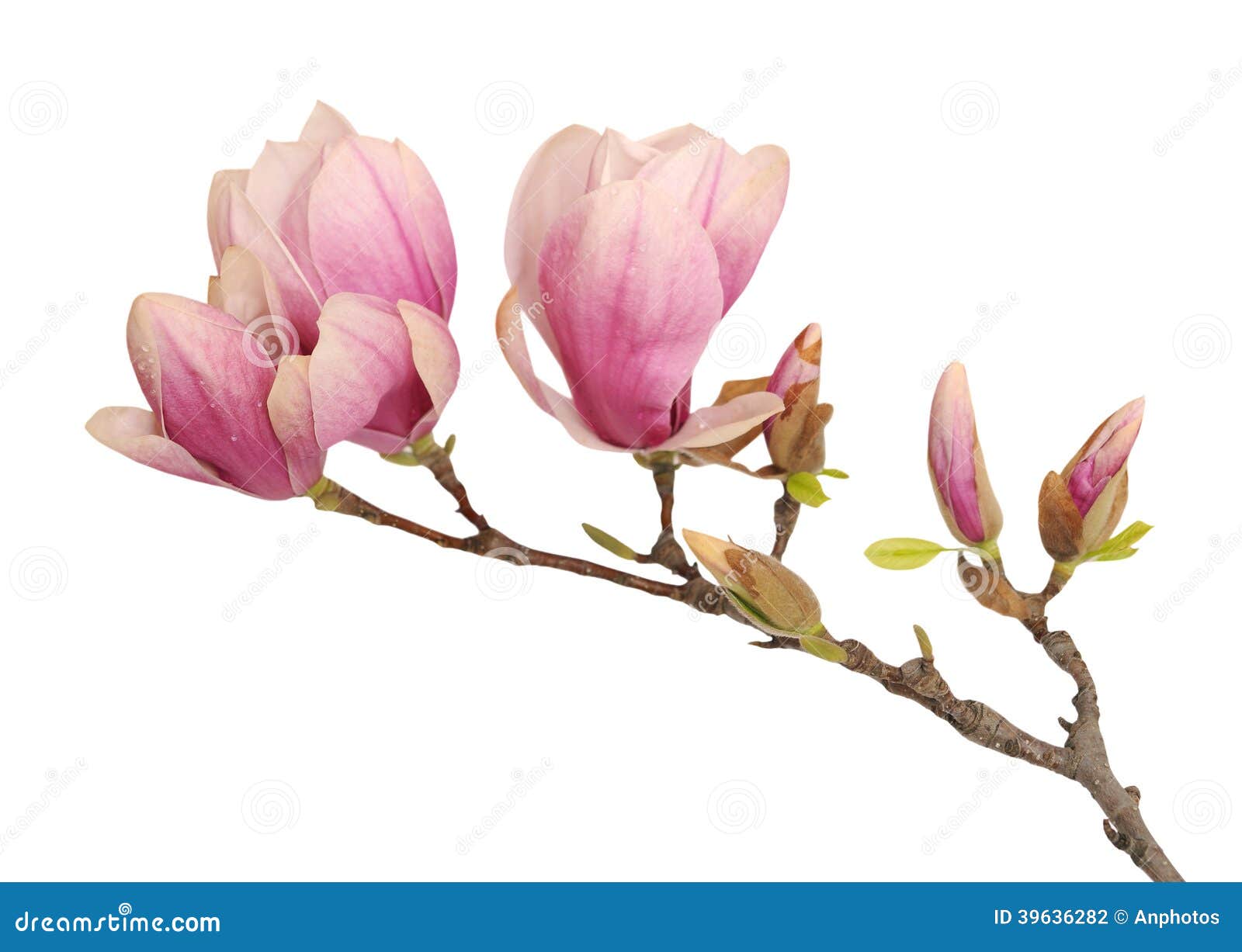 Magnolia Flower Stock Photo Image Of Flower Flora Blossom 39636282