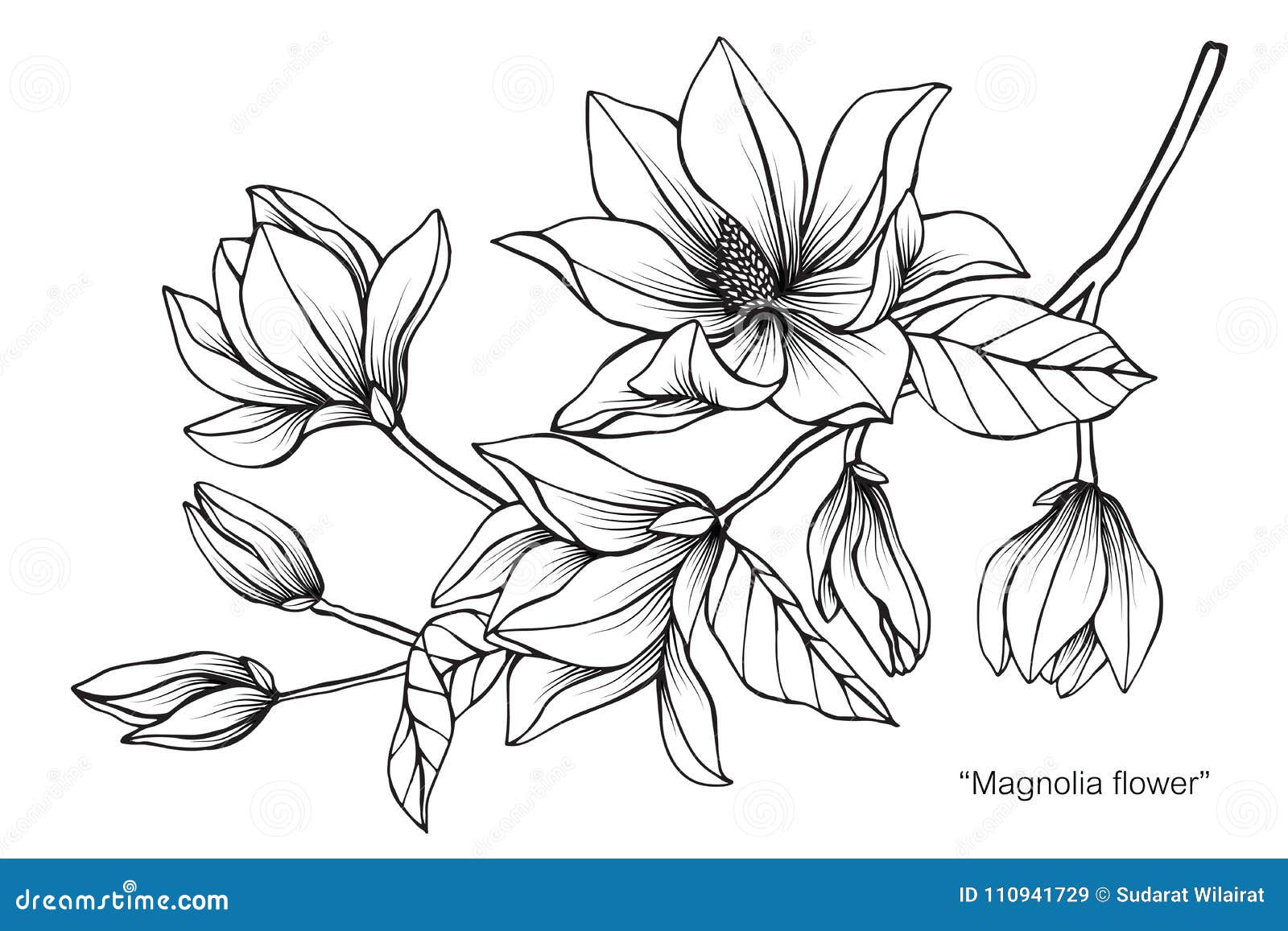 Magnolia flower sketch on white background floral Vector Image