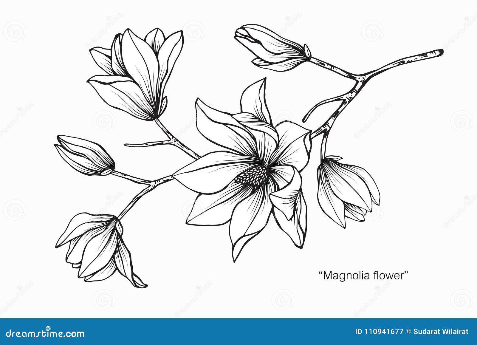 Magnolia Flower Drawing Illustration. Black and White with Line ...