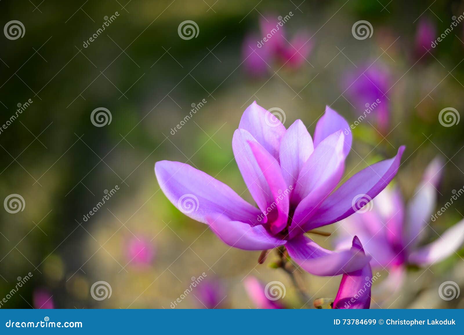 Magnolia Flower stock image. Image of flowers, delicate 73784699
